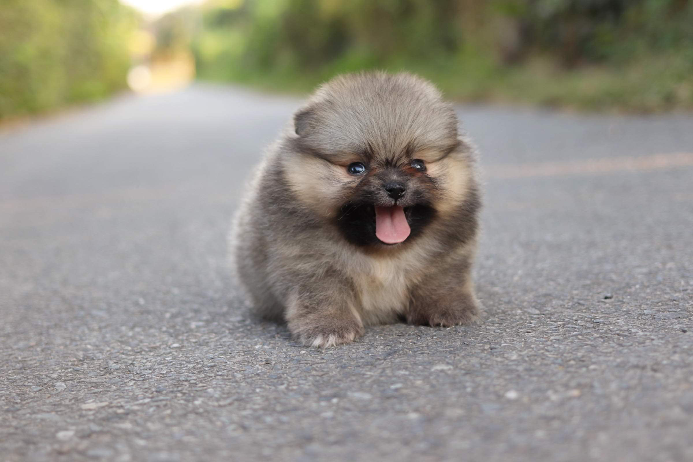 ปอมเมอเรเนียน เพศผู้