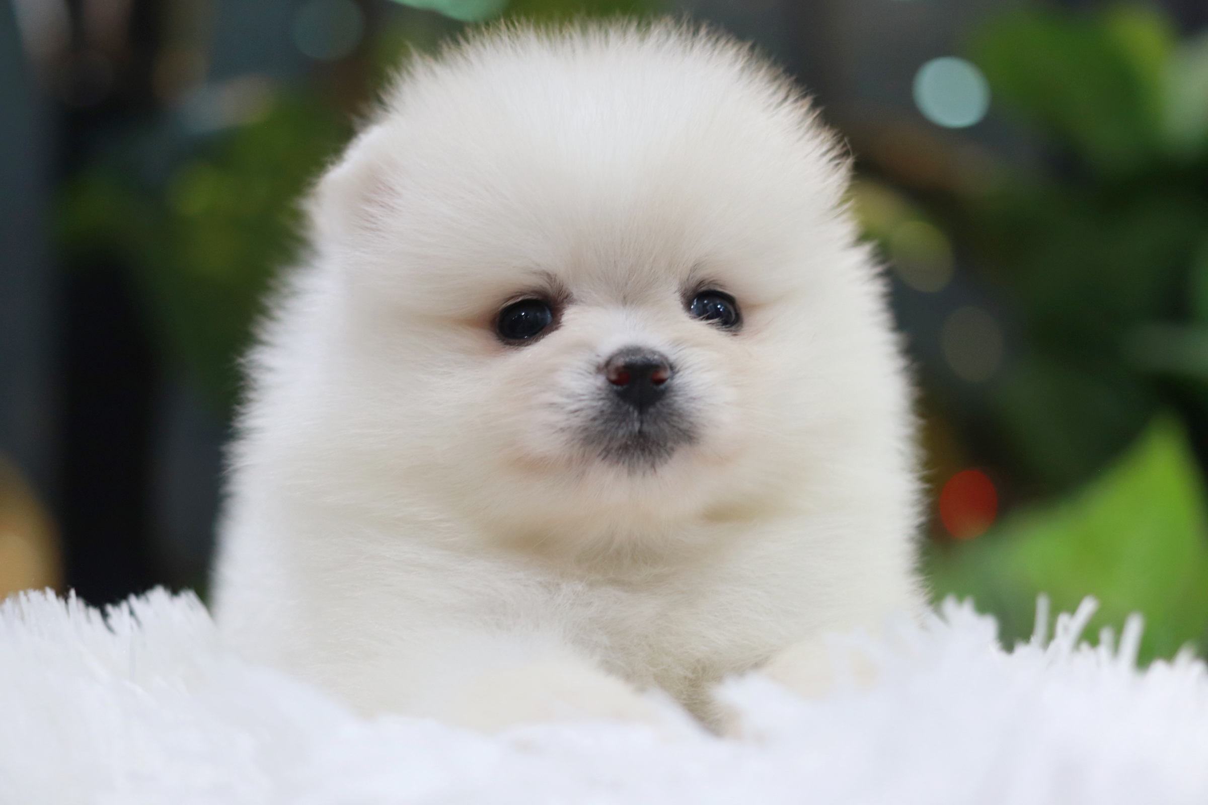 ปอมเมอเรเนียน เพศผู้