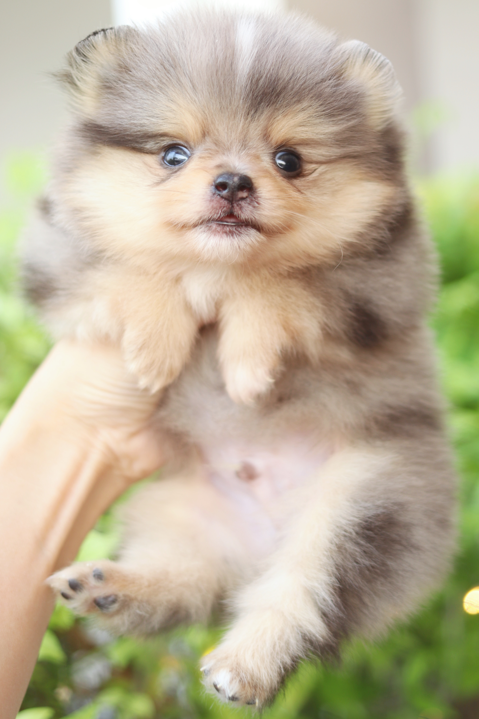 ปอมเมอเรเนียน เพศผู้ เมอร์เร่