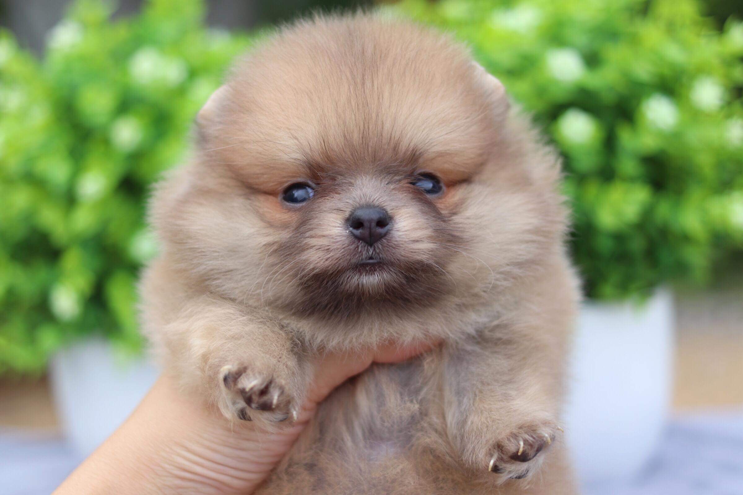 ปอมเมอเรเนียน เพศเมีย