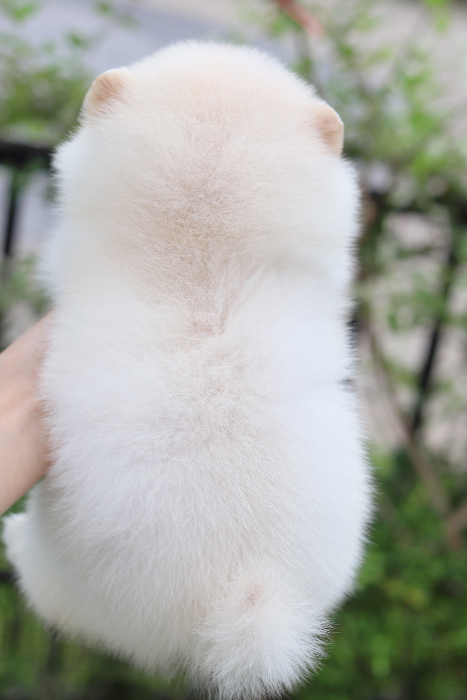 ปอมเมอเรเนียน เพศเมียสีขาวครีม