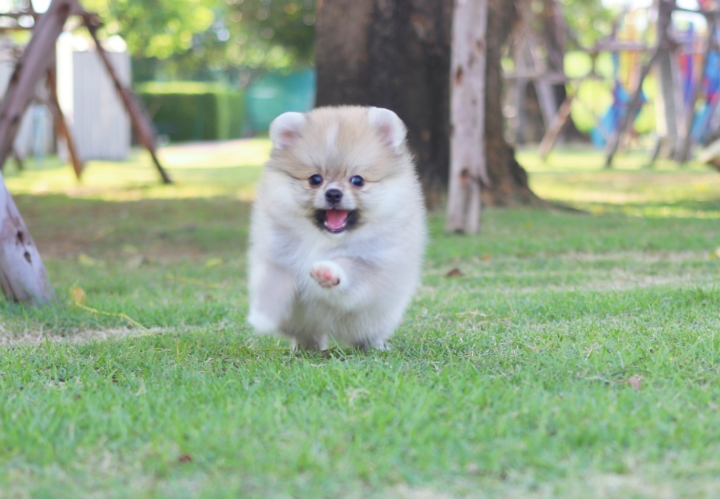 ปอมเมอเรเนียน เพศผู้สีส้มขนแน่นๆ