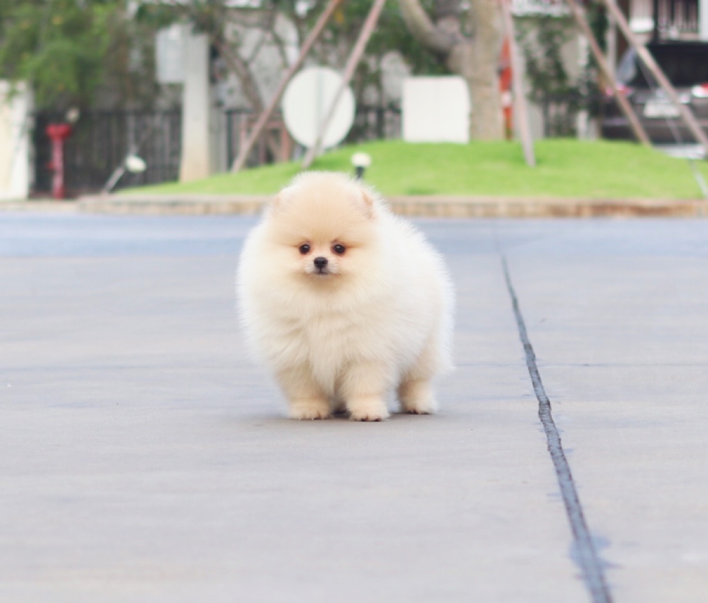 ปอมเมอเรเนียน เพศเมียสีครีม