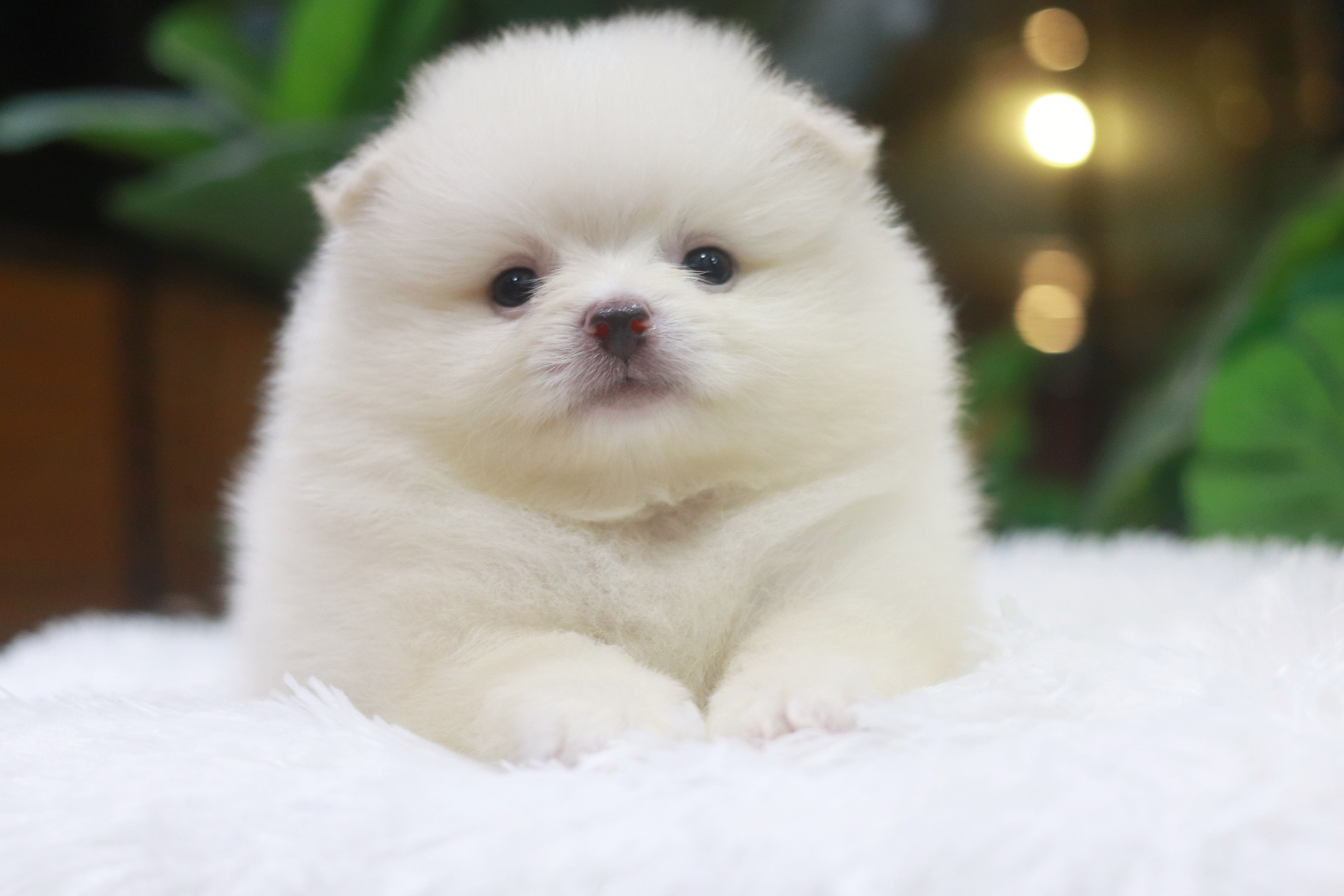 ปอมเมอเรเนียน เพศผู้ขาวครีม หน้าฟ็อก