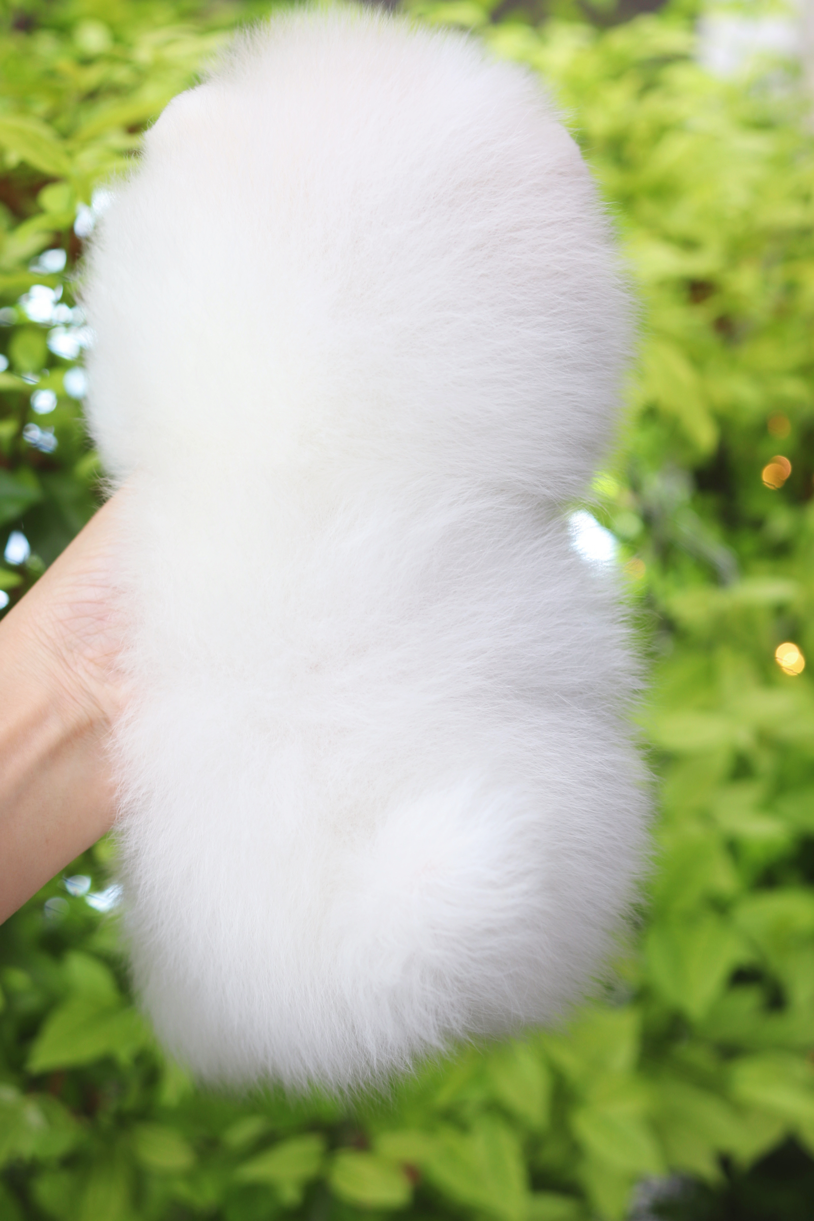 ปอมเมอเรเนียน เพศเมียสีขาวครีม เกรดโชว์ สายเลือดเกาหลี