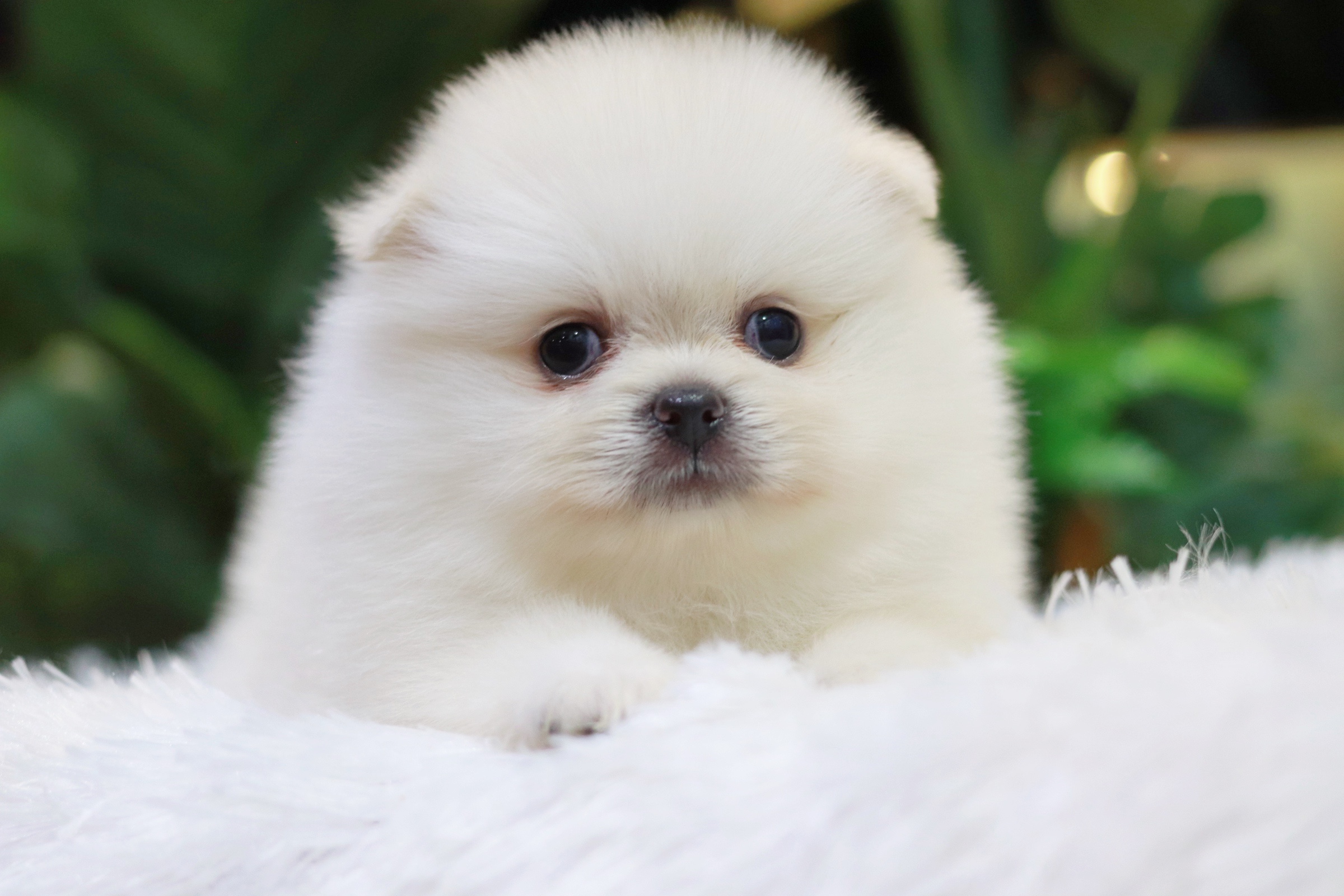 ปอมเมอเรเนียน เพศเมียสีขาวครีม