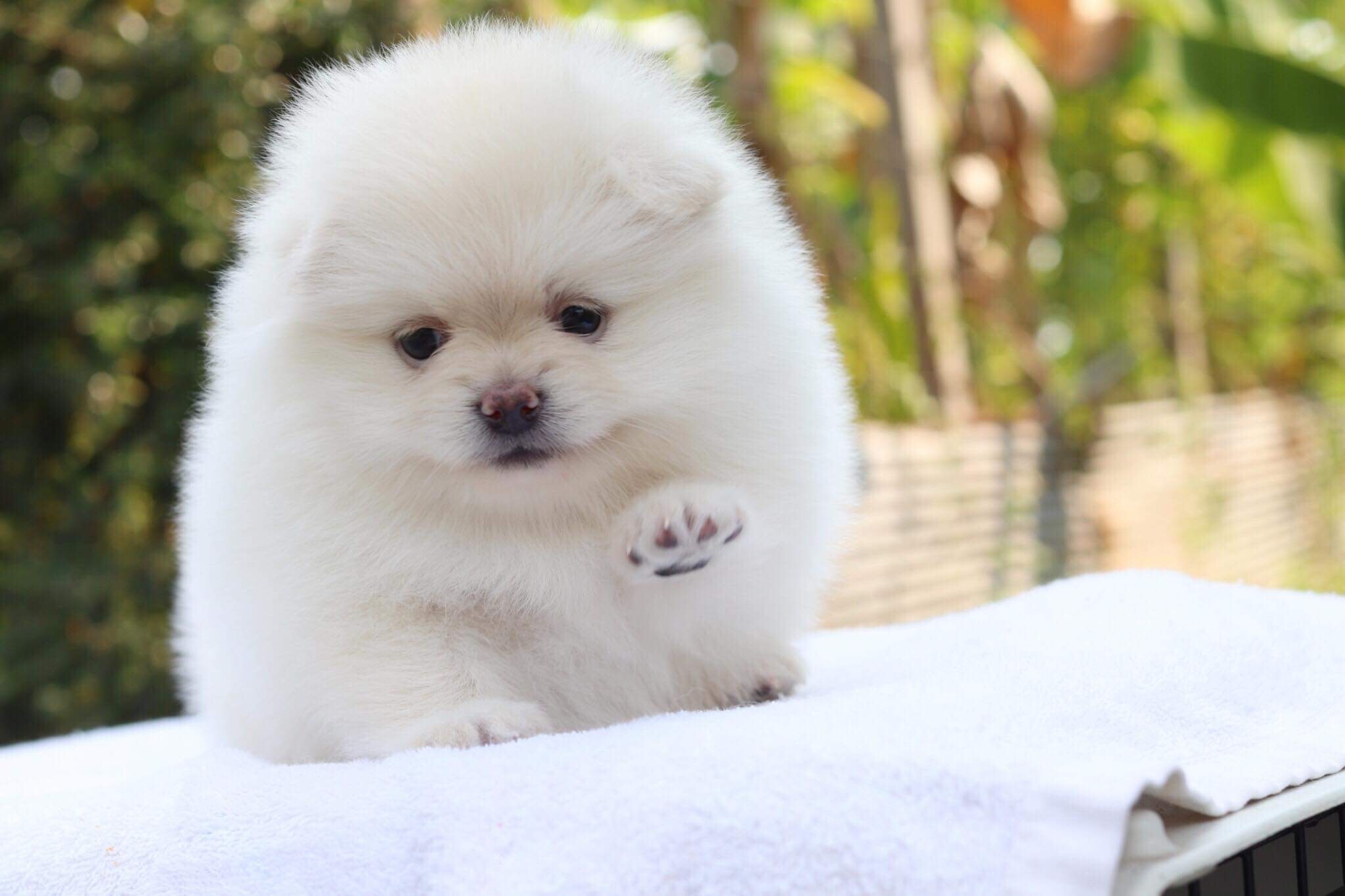 ปอมเมอเรเนียน เพศเมีย