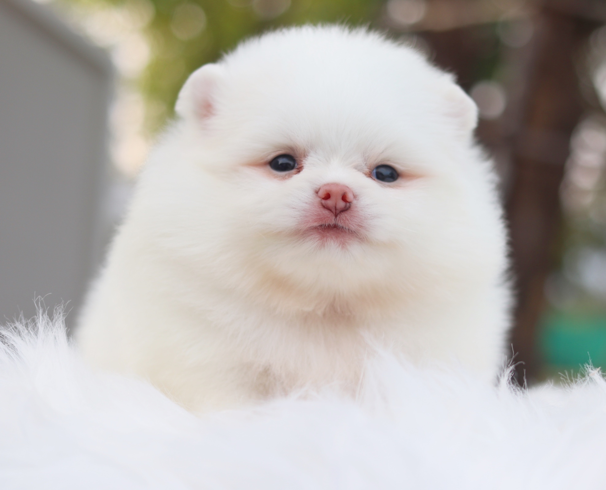 ปอมเมอเรเนียน เพศผู้ สีขาวครีม