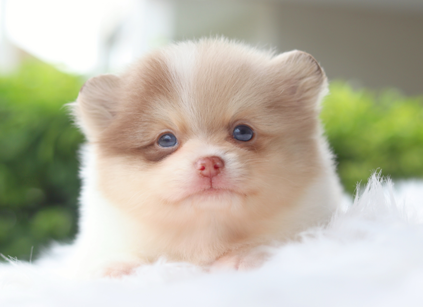 ปอมเมอเรเนียน เพศผู้สีแฟนซี