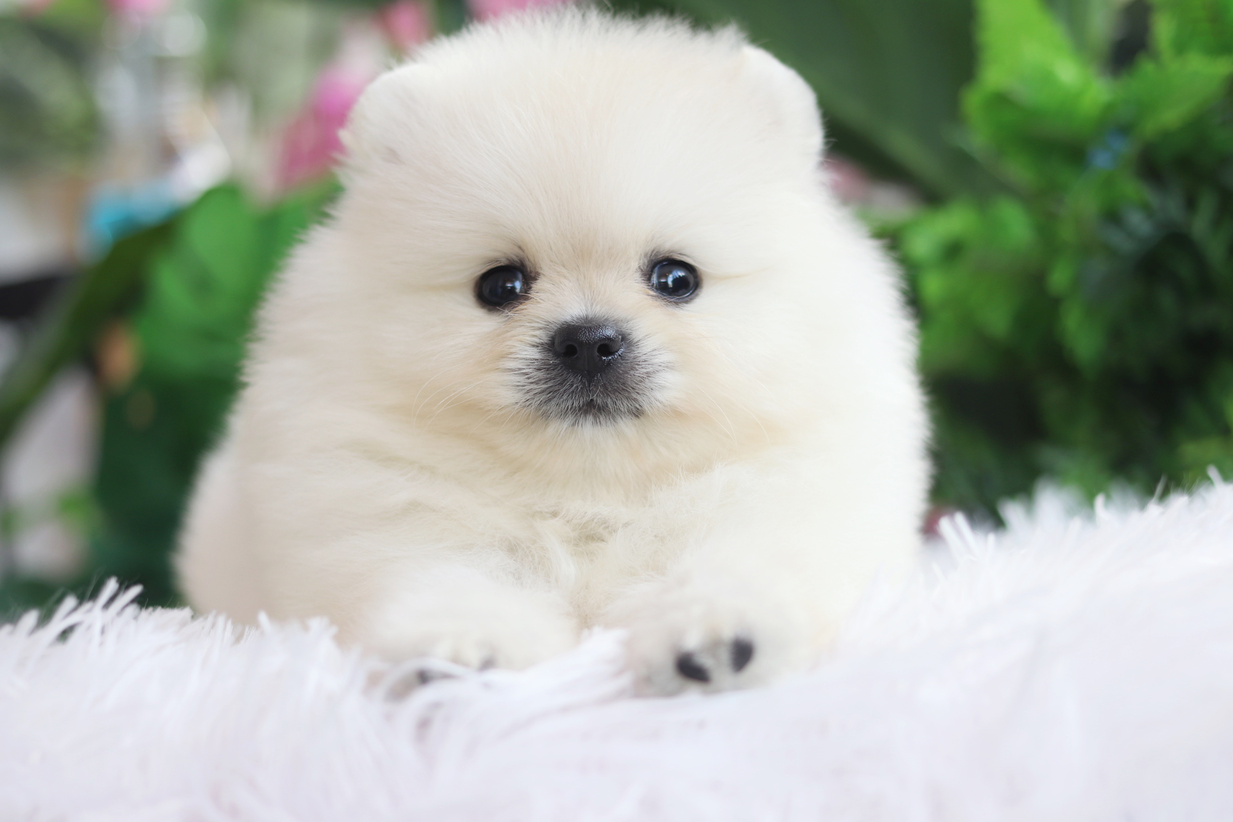 ปอมเมอเรเนียน เพศผู้ ขาวครีม