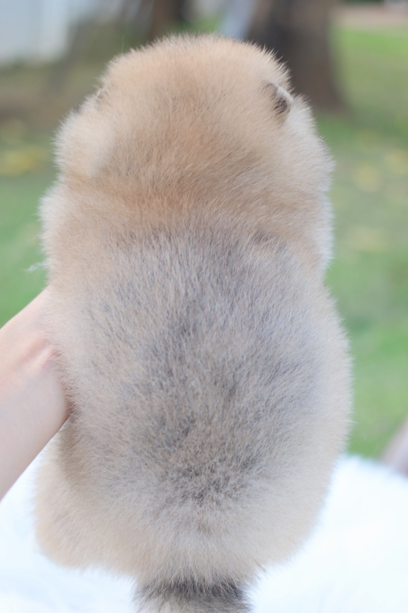 ปอมเมอเรเนียน เพศผู้สีส้ม