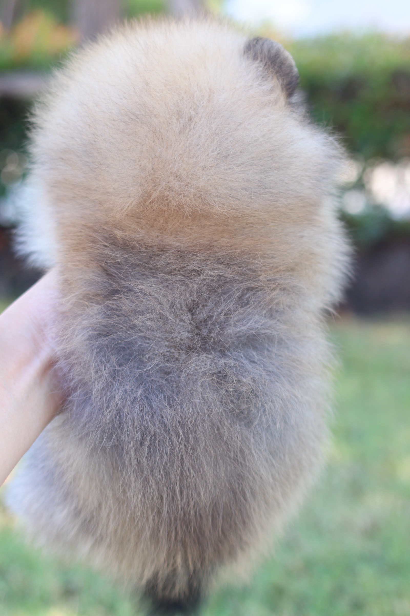 ปอมเมอเรเนียน เพศเมียสีส้ม เกรดโชว์