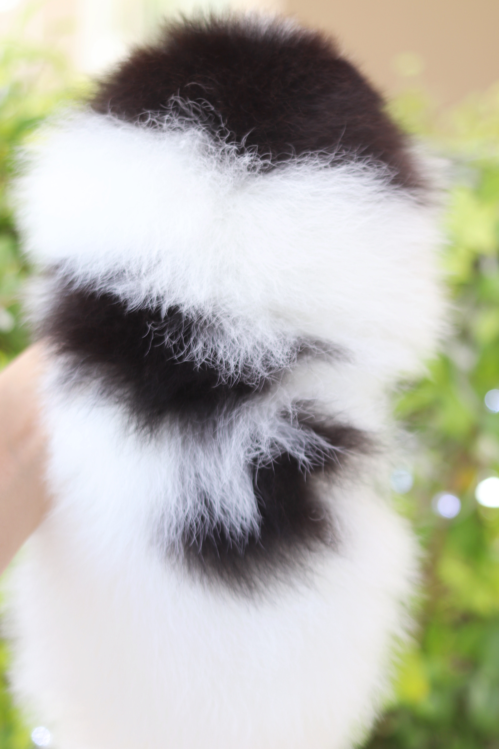 ปอมเมอเรเนียน เพศเมีย สีแฟนซี เกรดโชว์