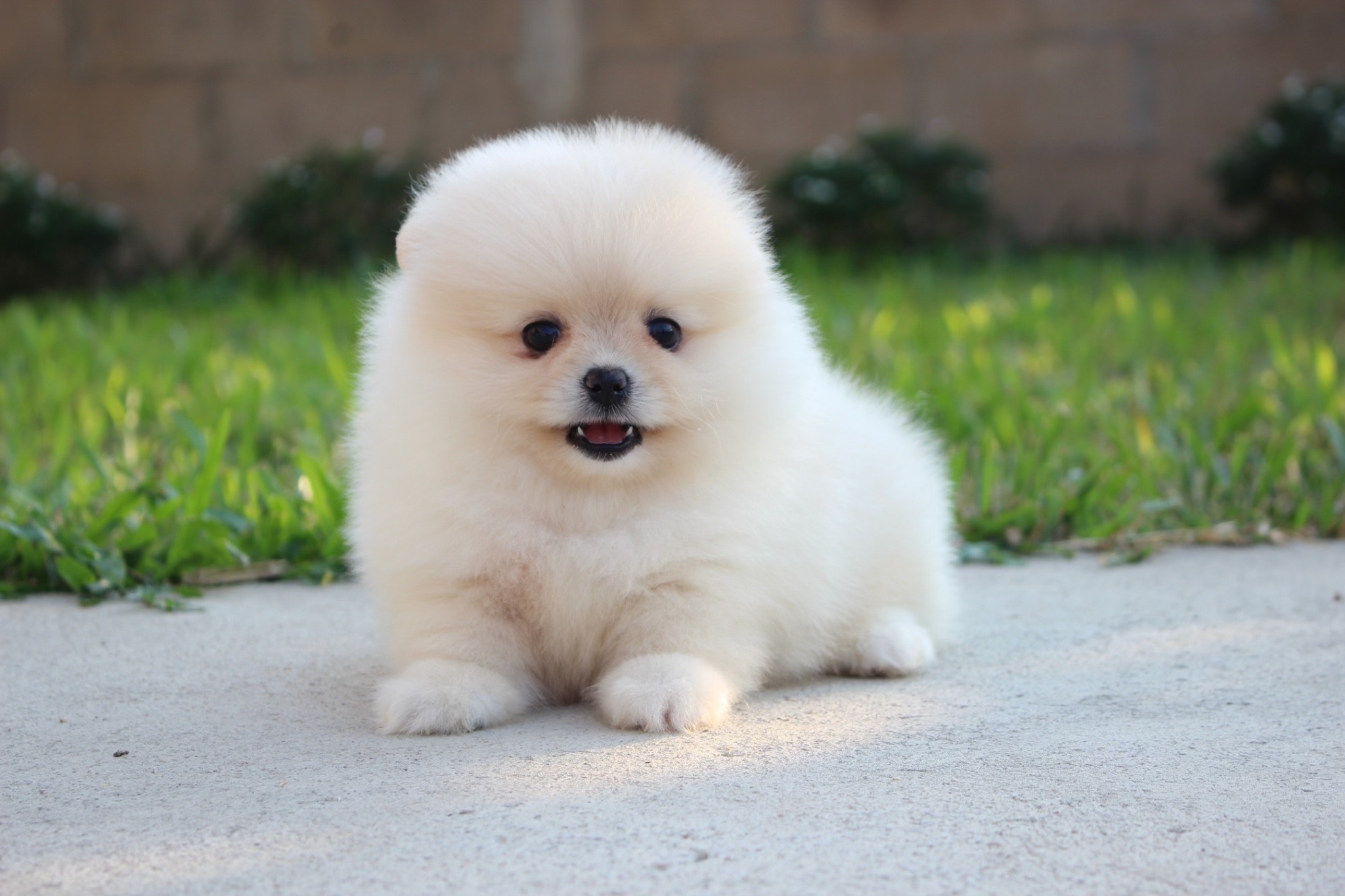 ปอมเมอเรเนียน เพศผู้ ขนแน่นสีขาวครีม