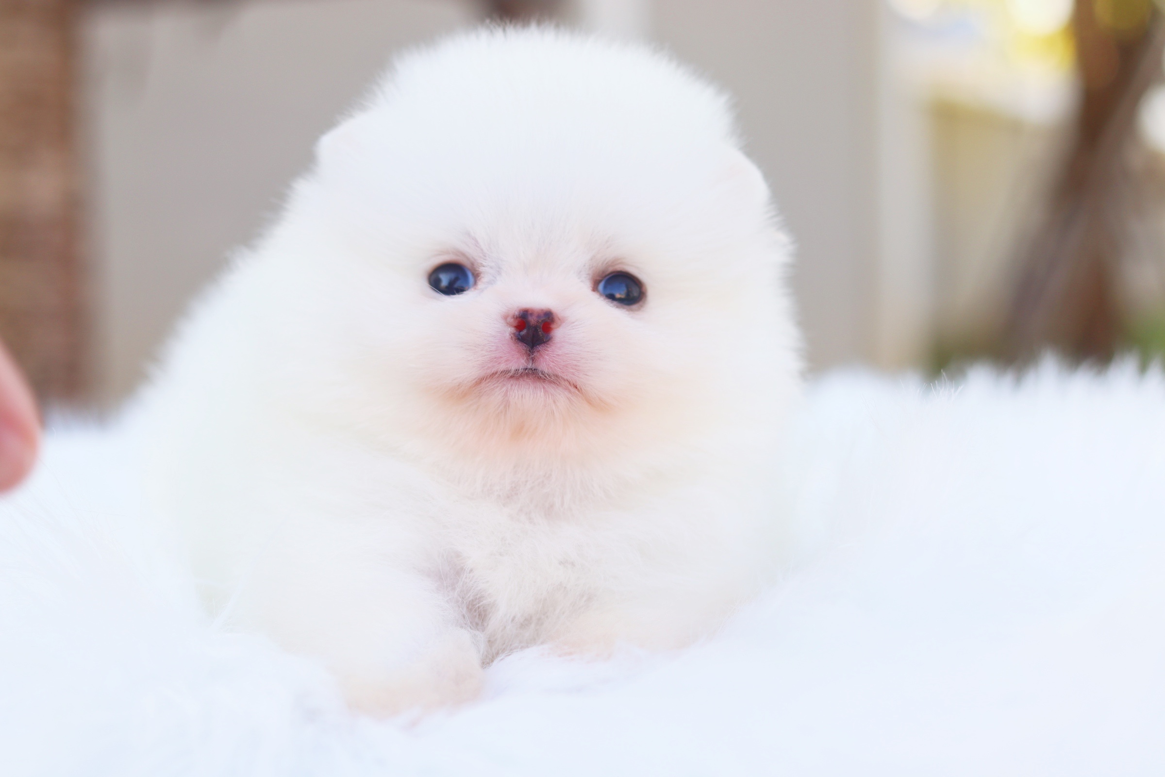 ปอมเมอเรเนียน เพศเมียสีขาวครีม