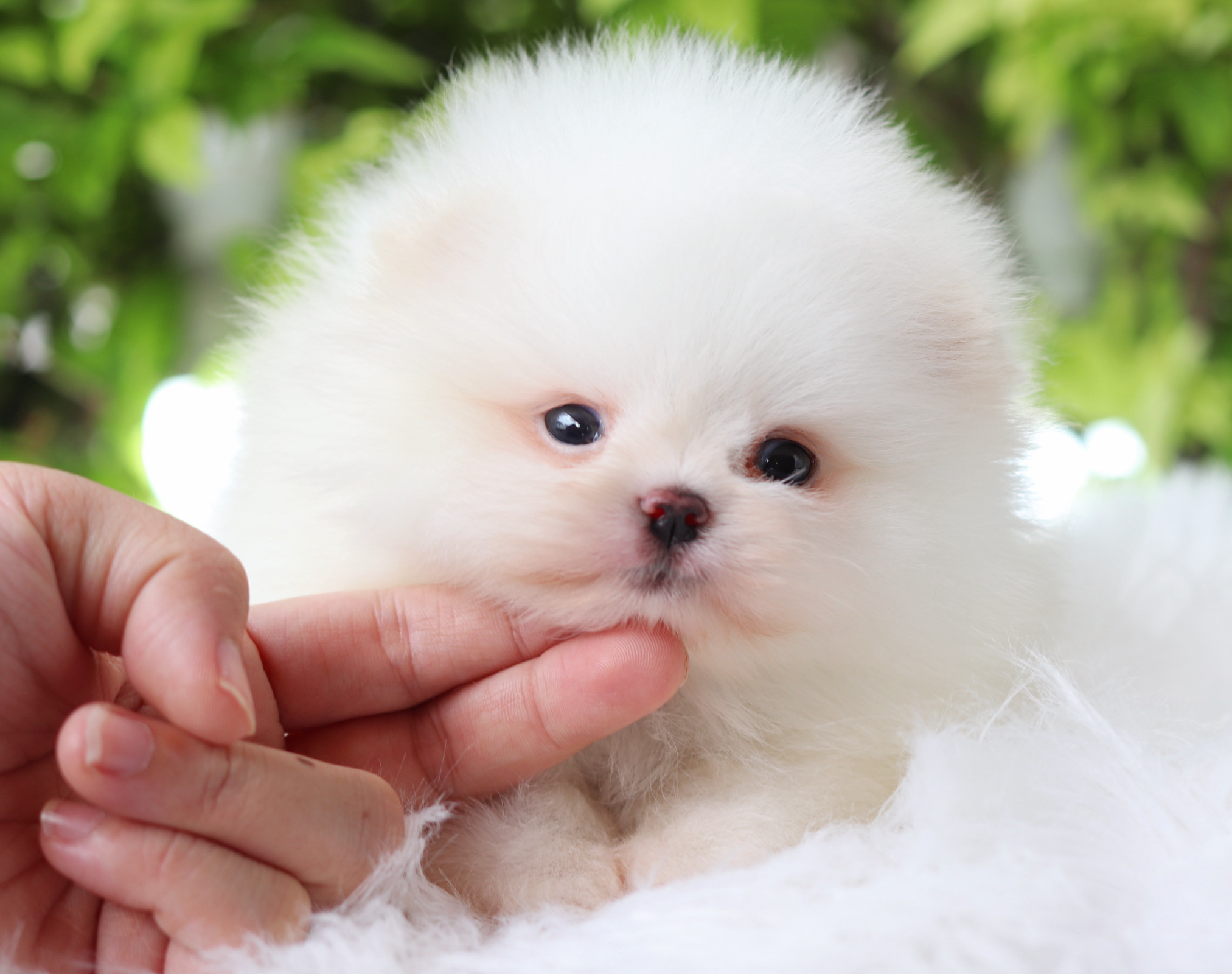 ปอมเมอเรเนียน เพศผู้สีขาว ลูกครึ่งเกาหลี