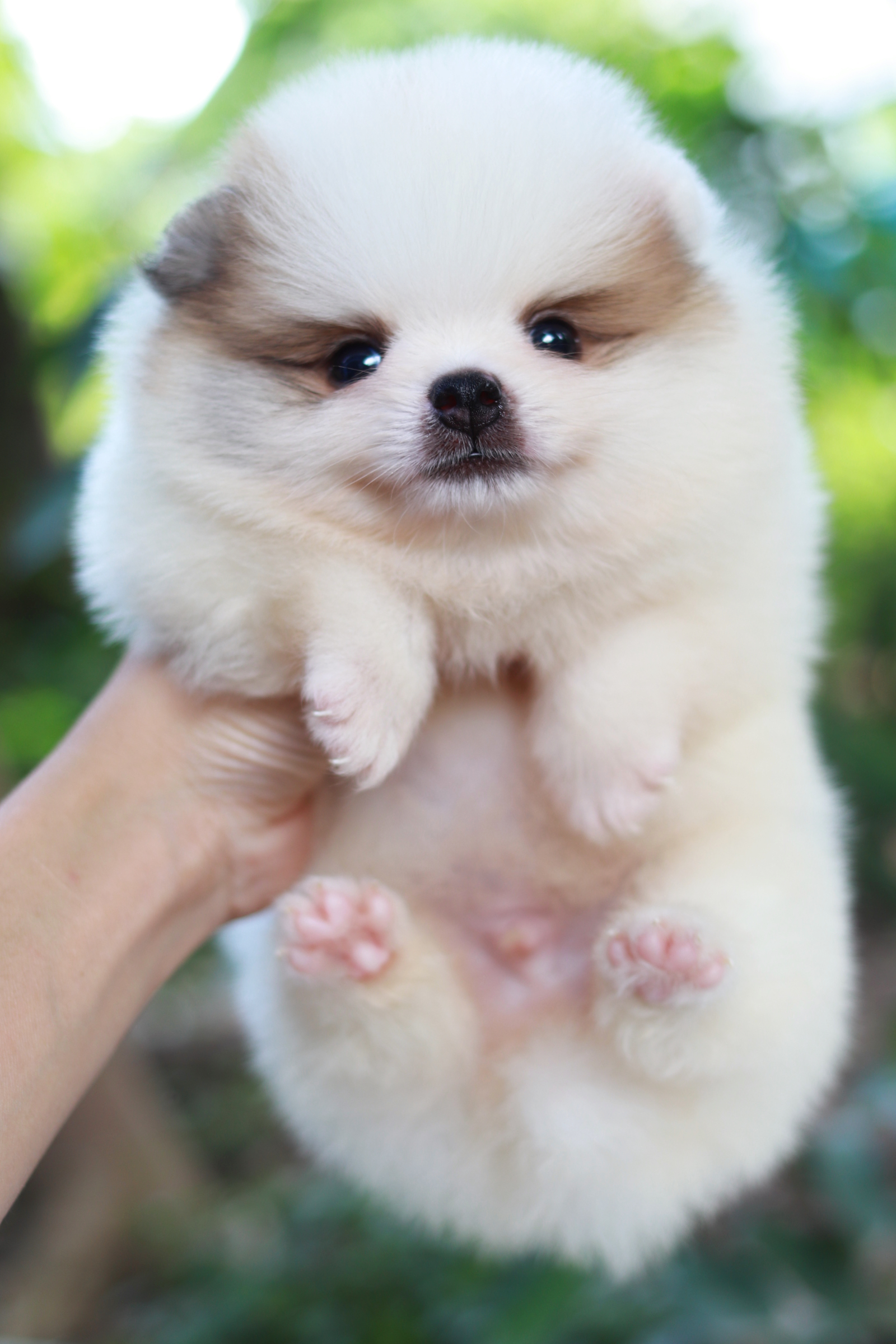 ปอมเมอเรเนียน เพศผู้ สีแฟนซีขนแน่นๆ