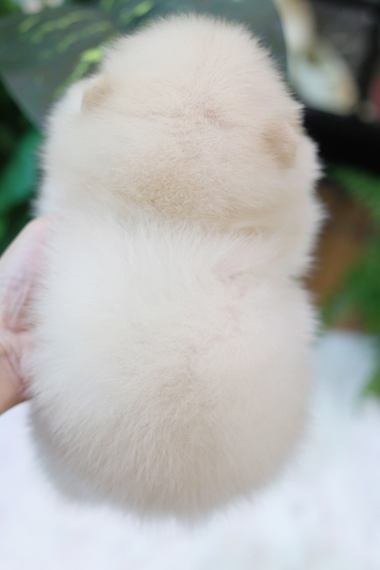 ปอมเมอเรเนียน เพศเมียสีขาวครีม