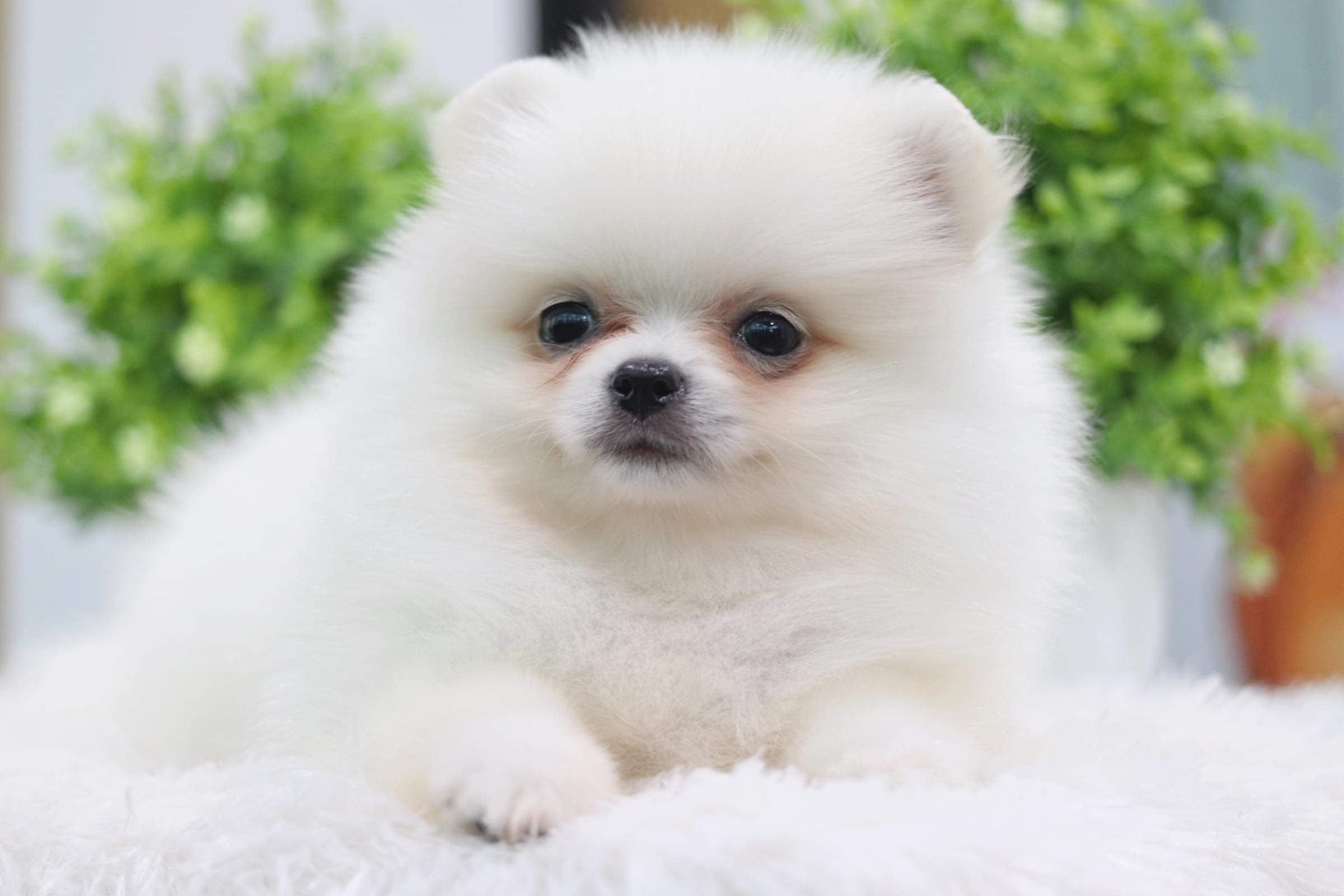 ปอมเมอเรเนียน เพศเมีย