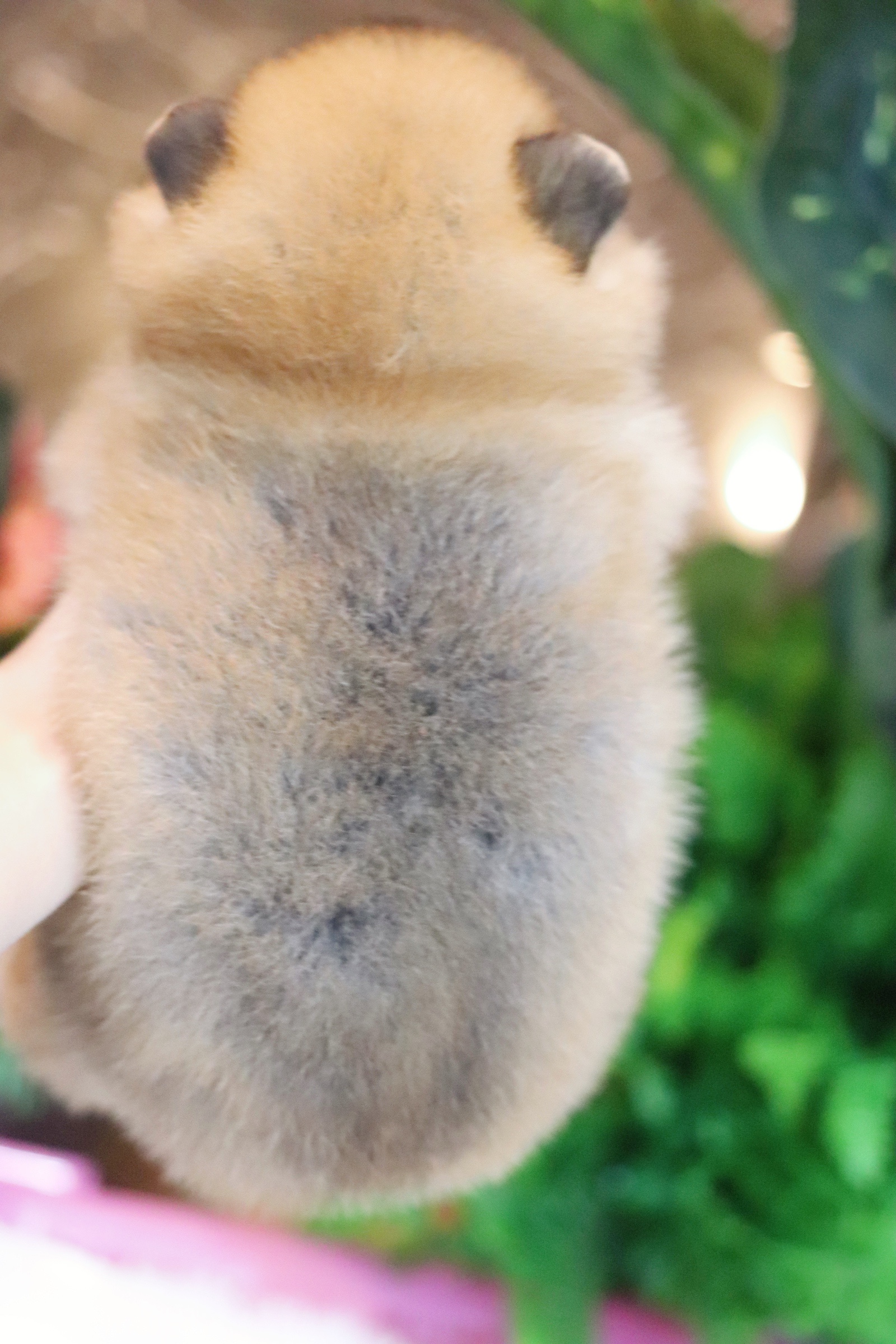 ปอมเมอเรเนียน เพศผู้ สีส้ม