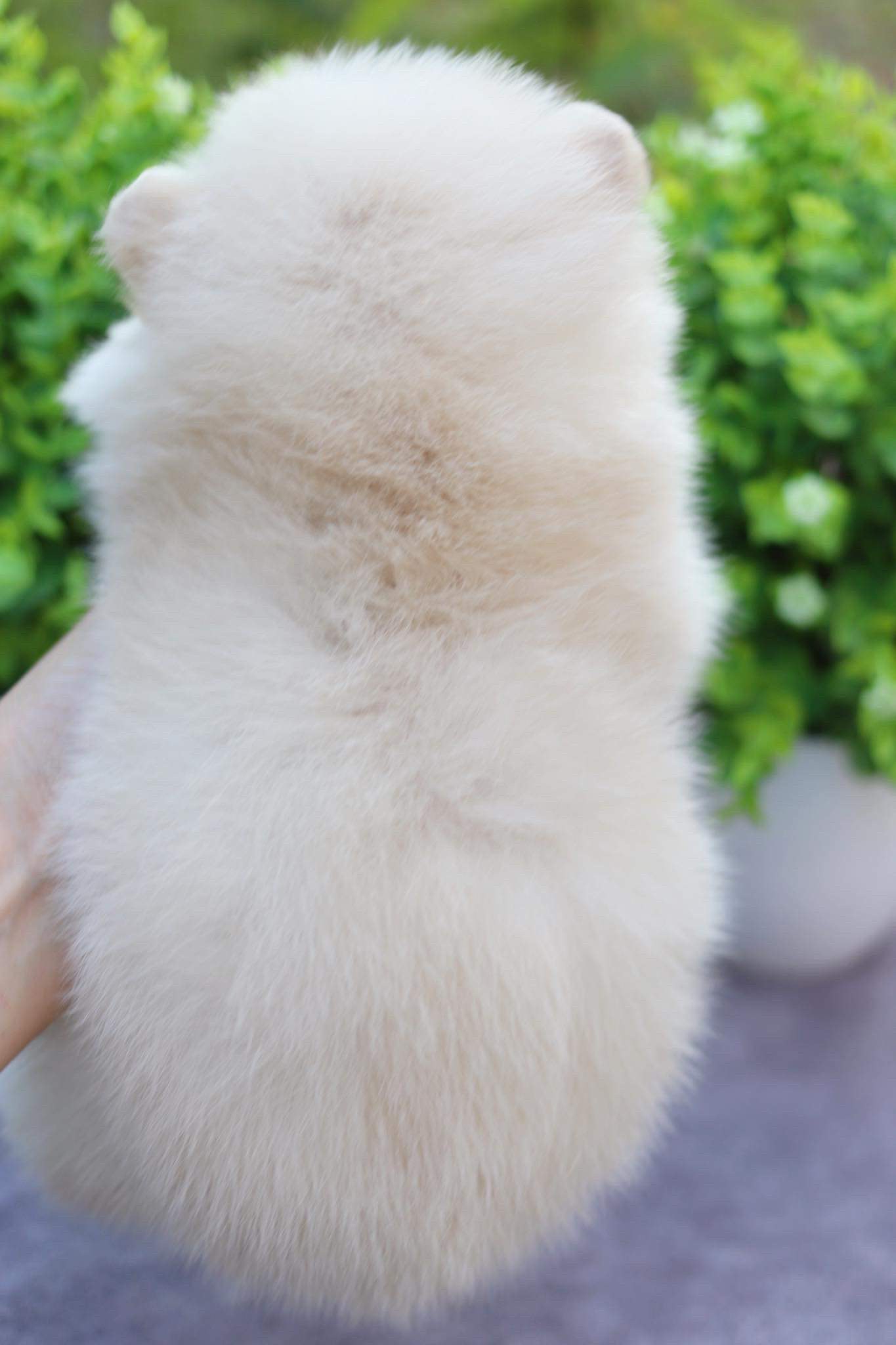 ปอมเมอเรเนียน เพศเมีย