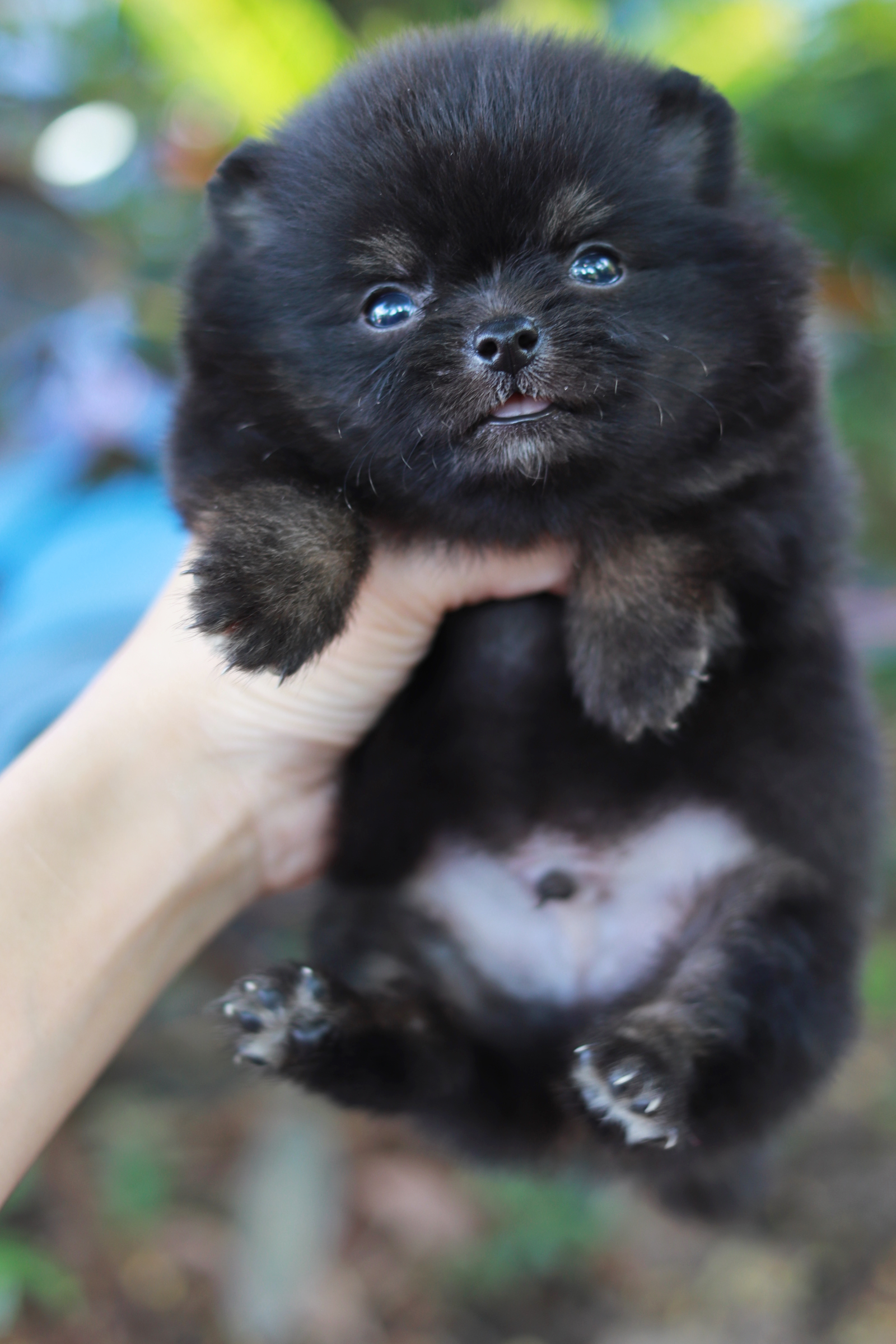 ปอมเมอเรเนียน เพศผู้