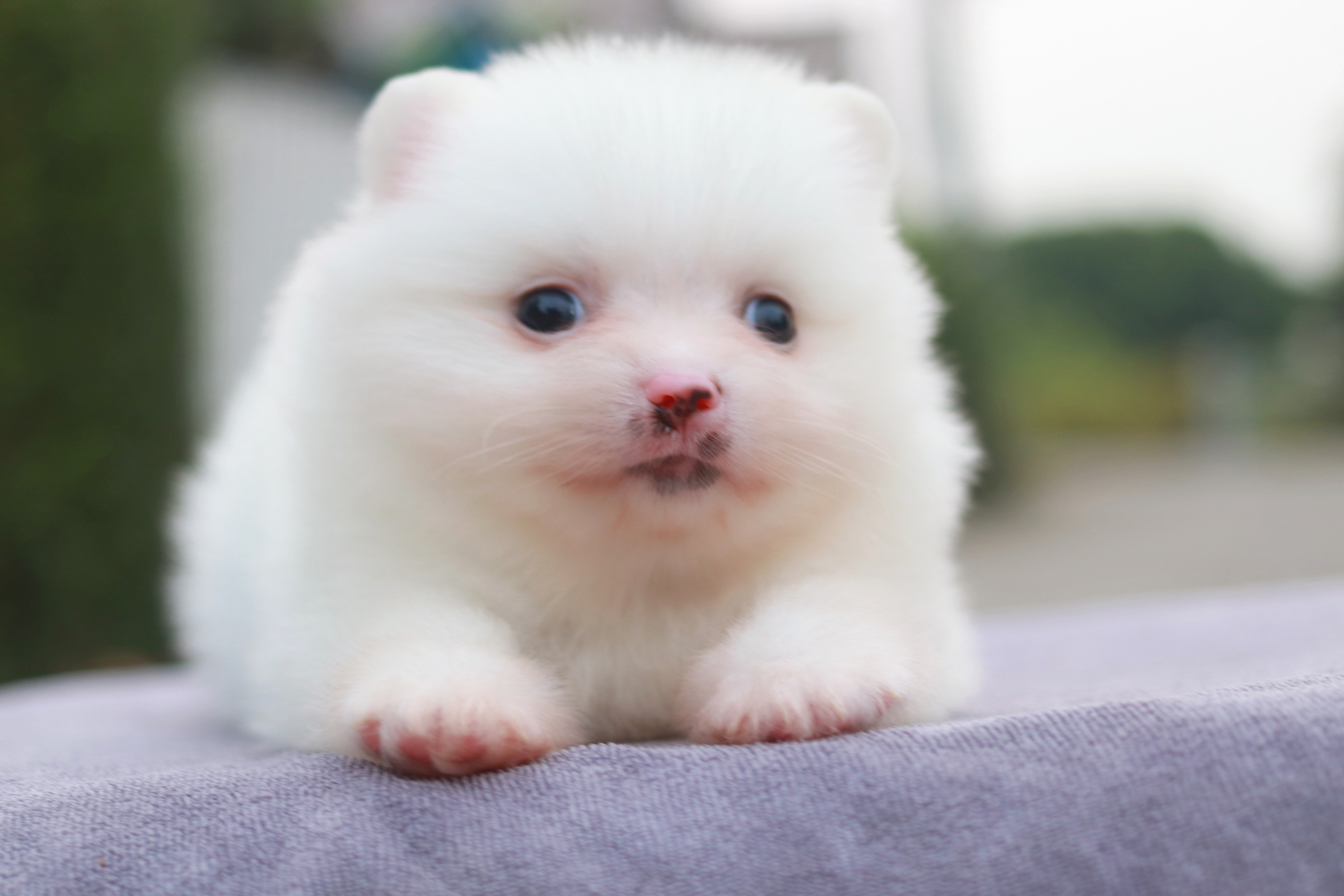 ปอมเมอเรเนียน เพศผู้ เกรดเลี้ยงเล่นหน้าฟ็อก