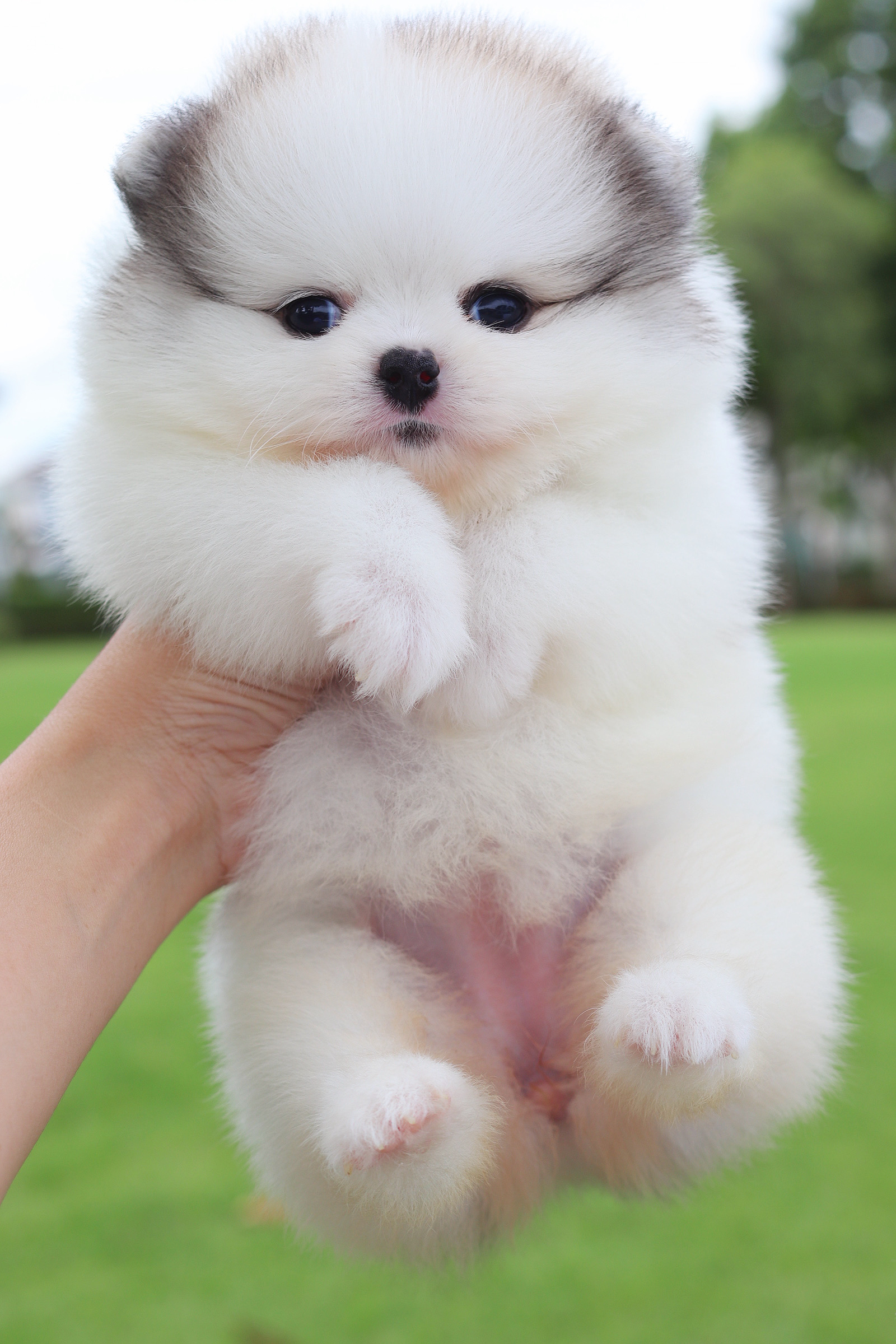 ปอมเมอเรเนียน เพศเมียสีแฟนซี เกรดโชว์