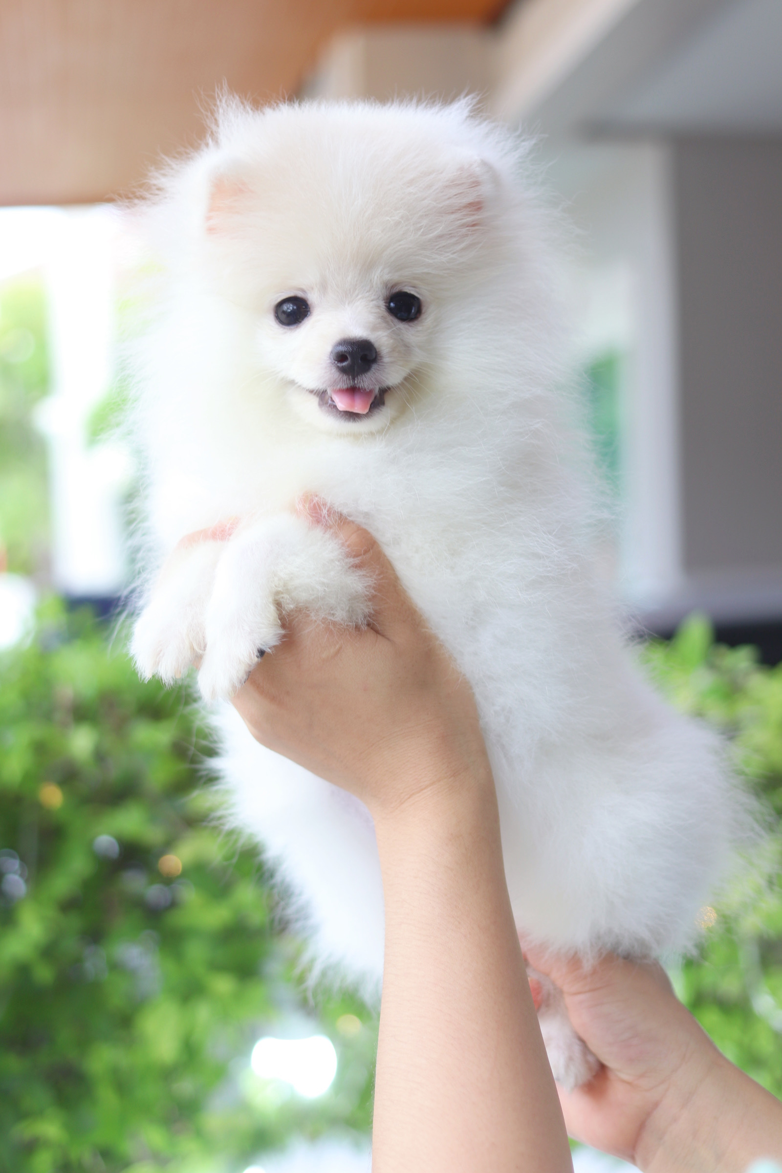 ปอมเมอเรเนียน เพศเมียสีขาวครีม