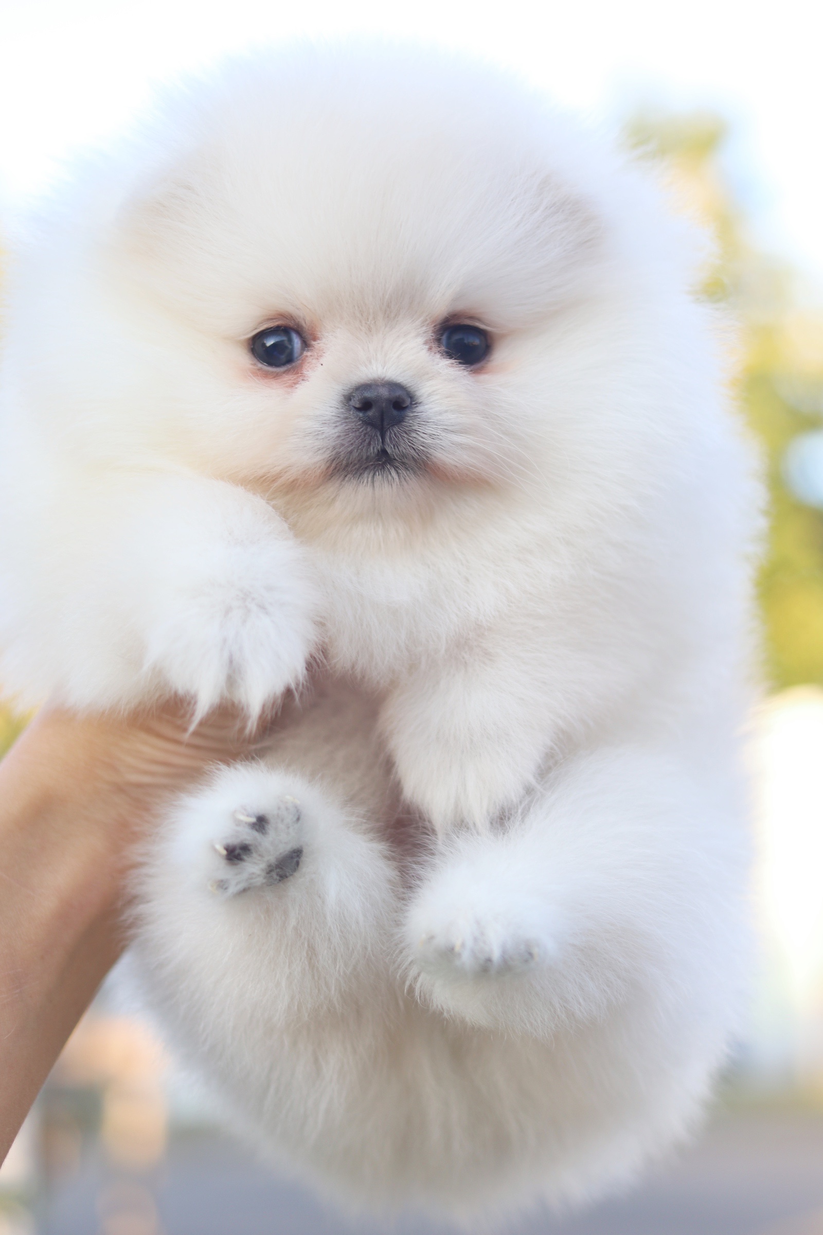 ปอมเมอเรเนียน เพศเมียสีขาวครีมเกรดโชว์