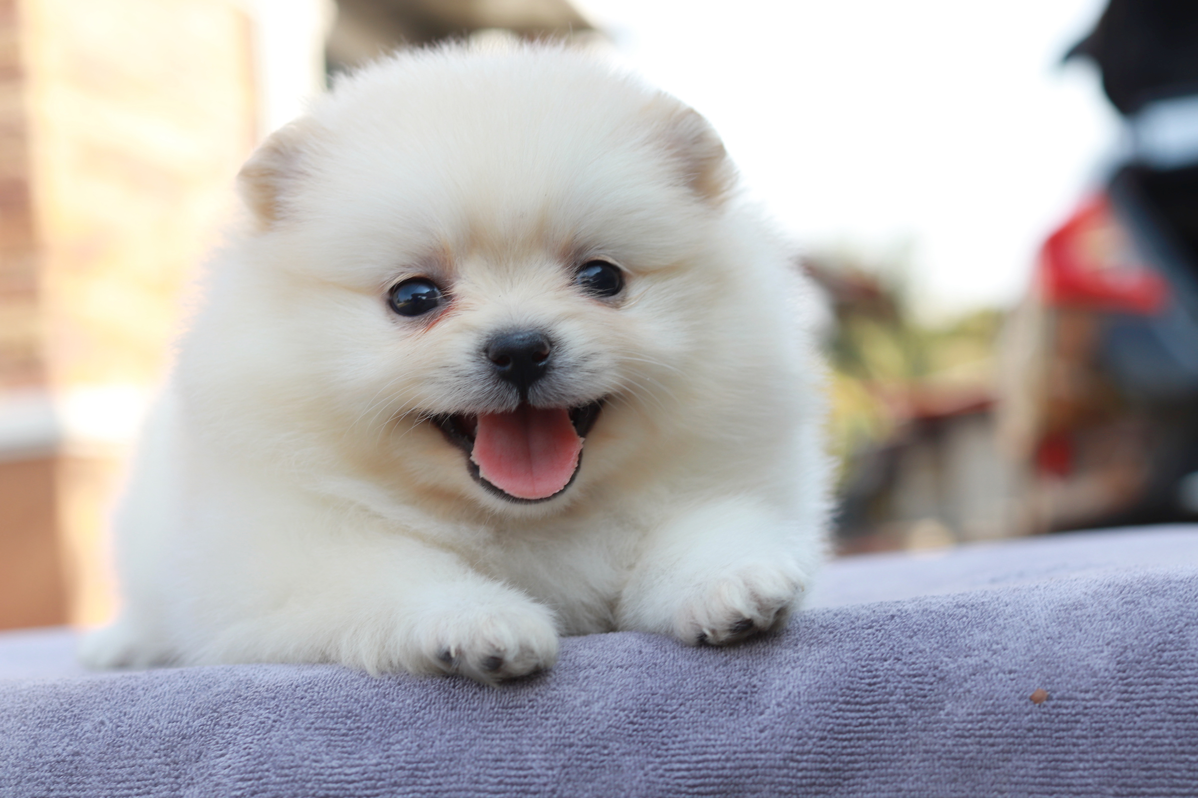 ปอมเมอเรเนียน เพศเมีย