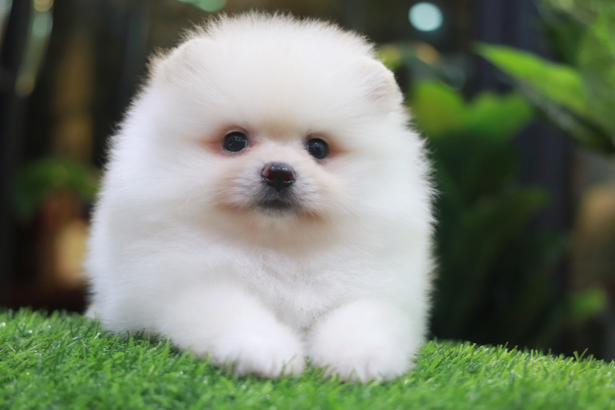 ปอมเมอเรเนียน เพศผู้สีขาวครีมขนแน่นๆ