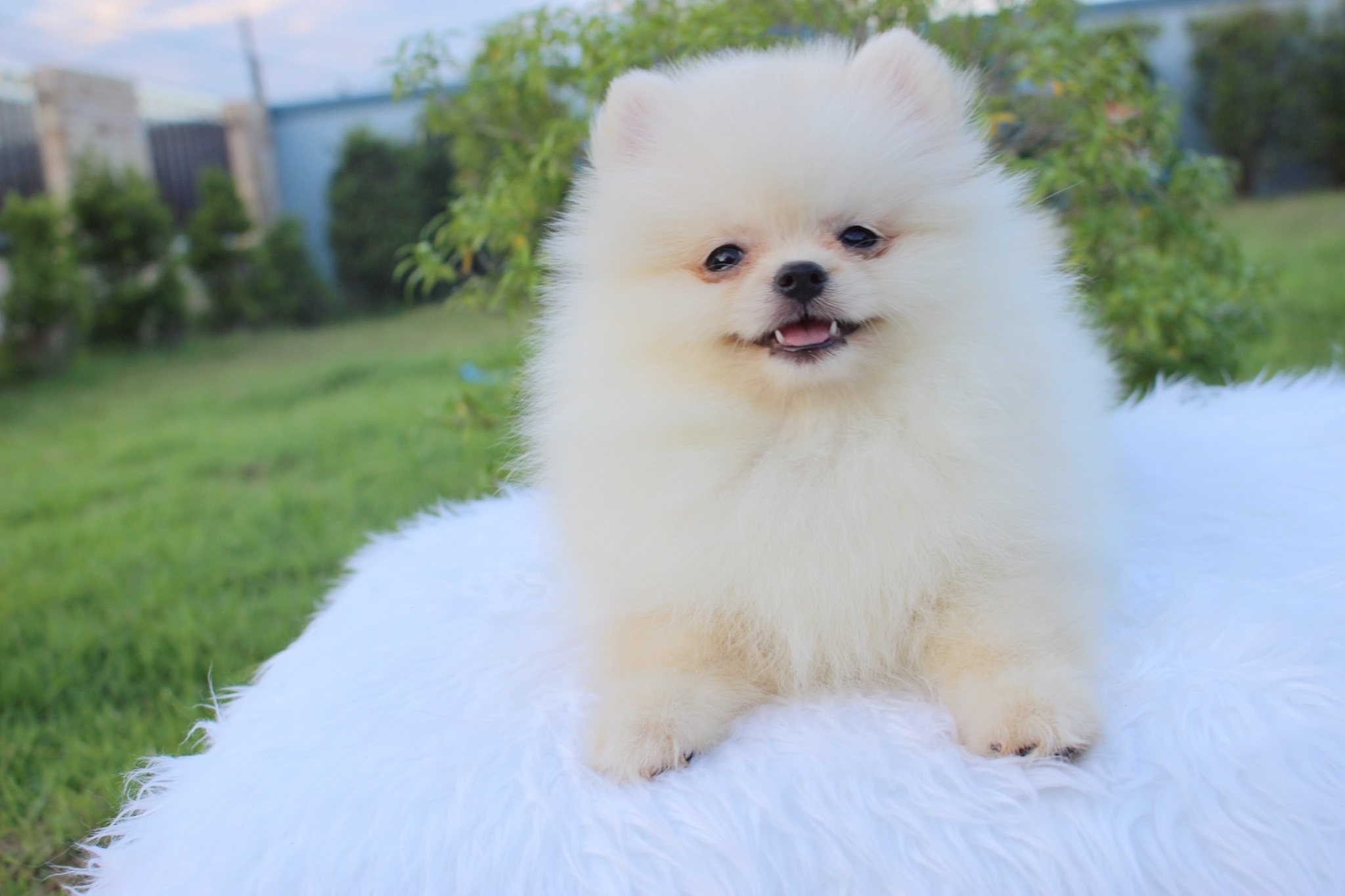 ปอมเมอเรเนียน เพศเมียสีขาวครีม