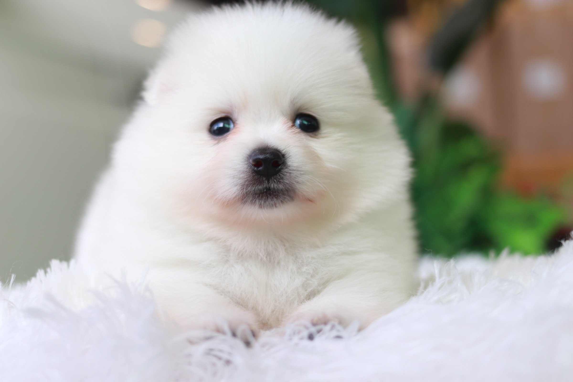 ปอมเมอเรเนียน เพศผู้ สีขาว