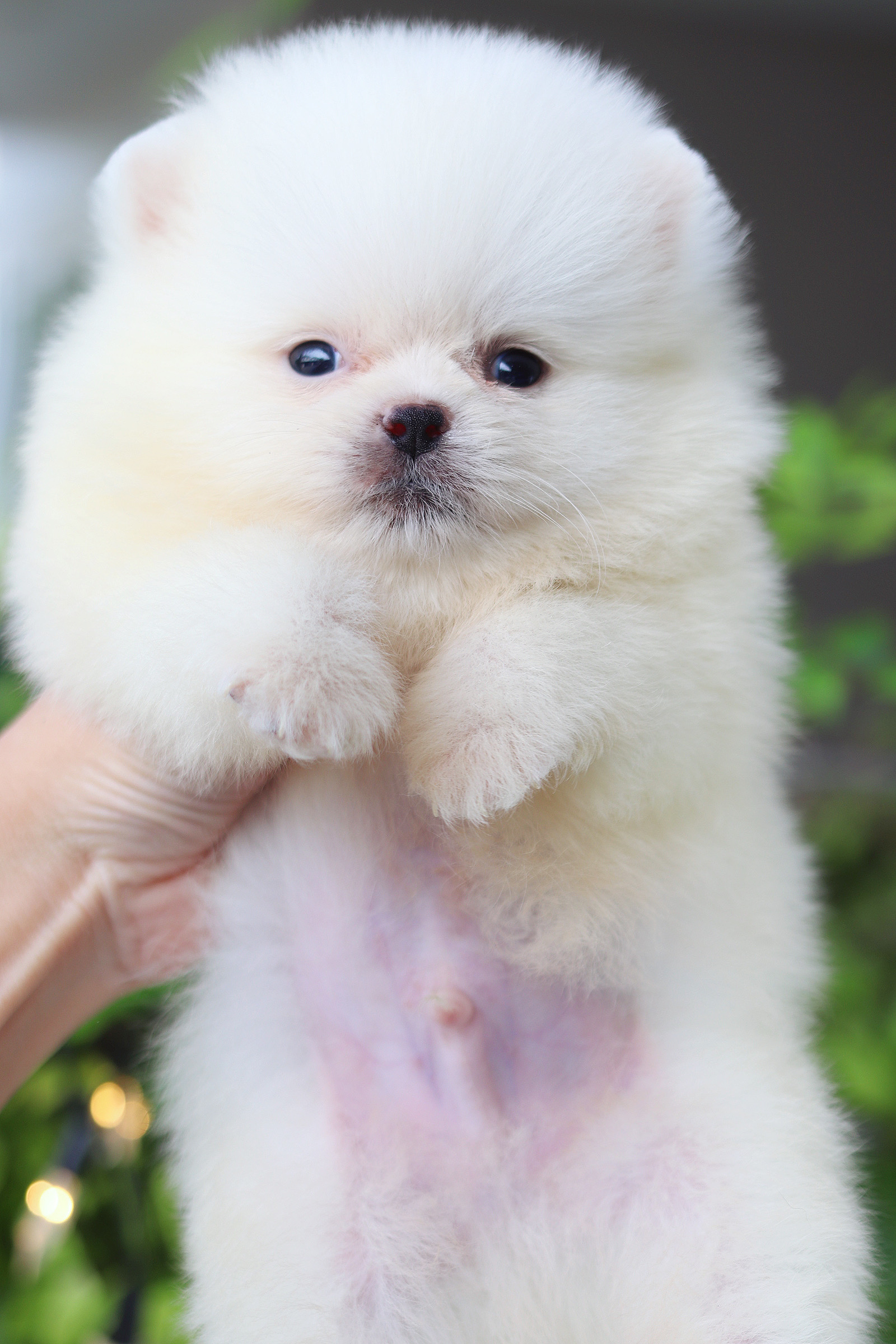 ปอมเมอเรเนียน เพศผู้ สีขาวครีม