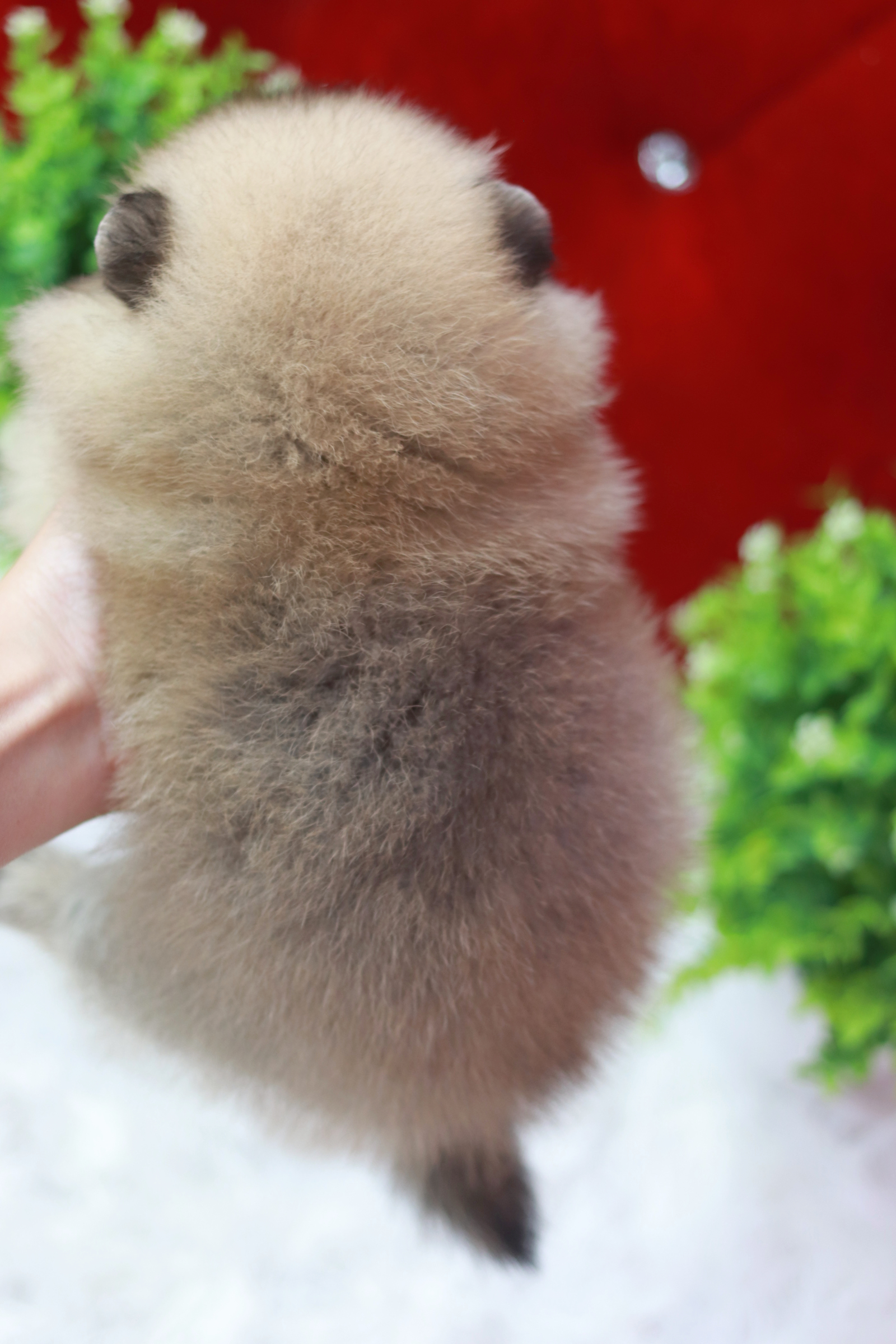 ปอมเมอเรเนียน เพศเมีย