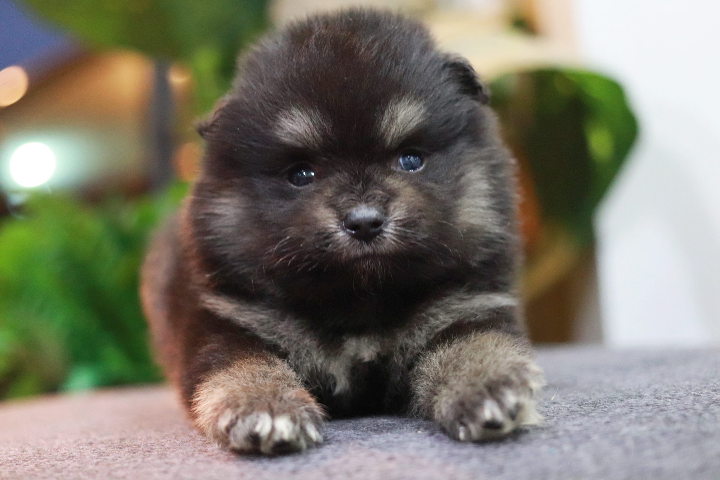 ปอมเมอเรเนียน เพศเมีย แบล็คแทน