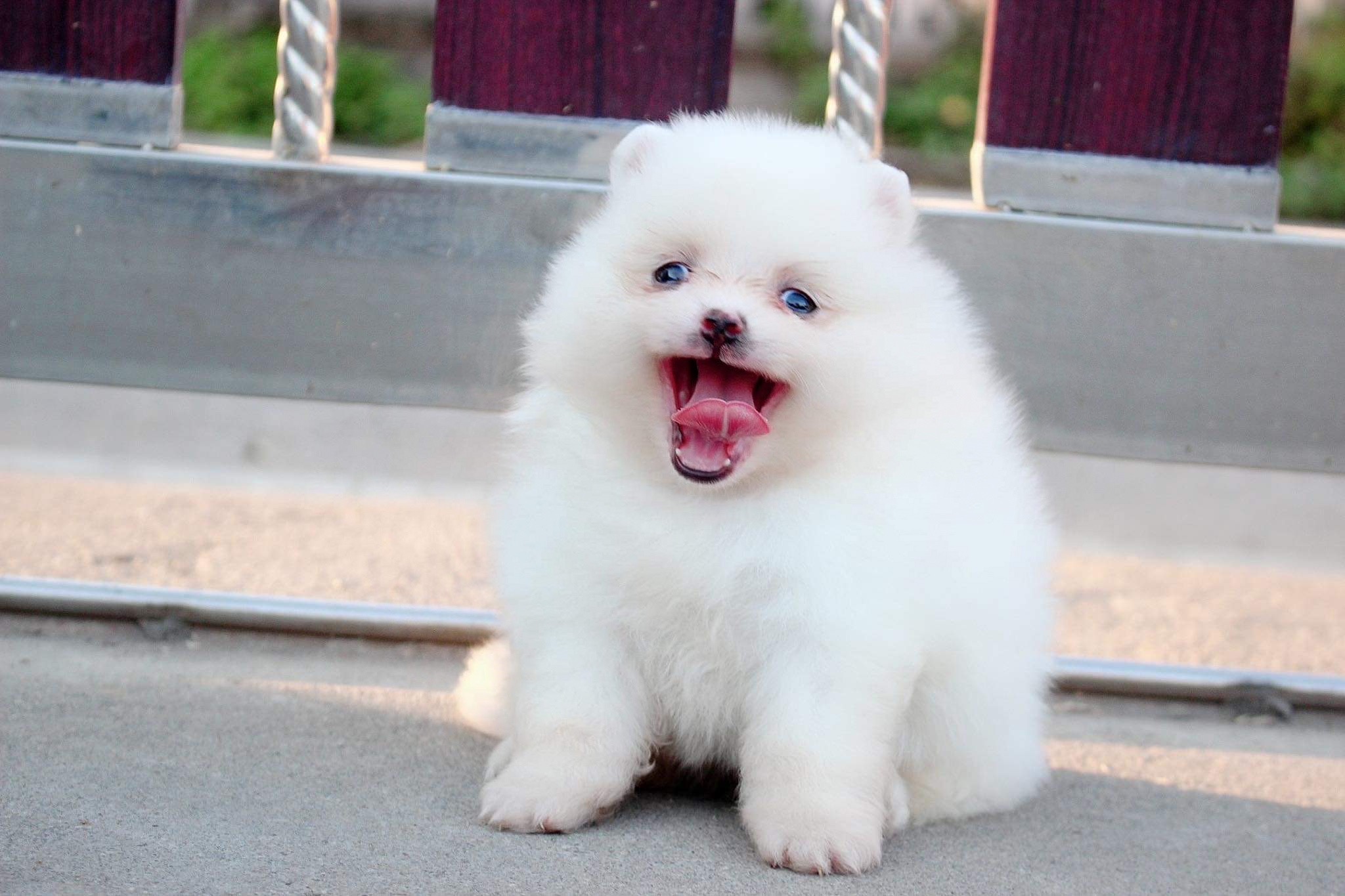 ปอมเมอเรเนียน เพศเมีย สีขาว