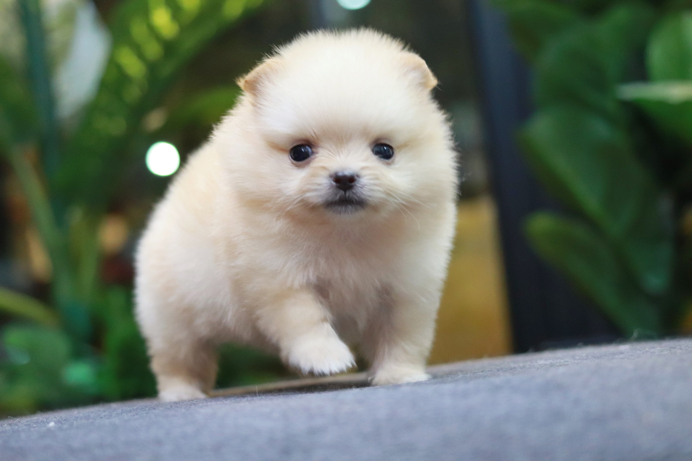 ปอมเมอเรเนียน เพศผู้ ไซส์ทีคัพ