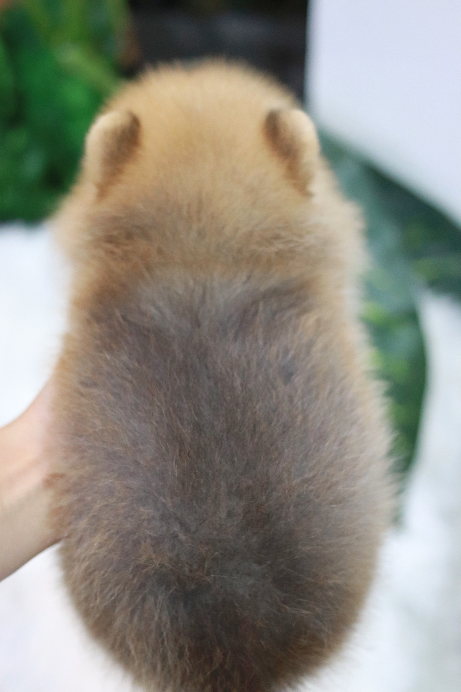 ปอมเมอเรเนียน เพศเมีย สีส้ม