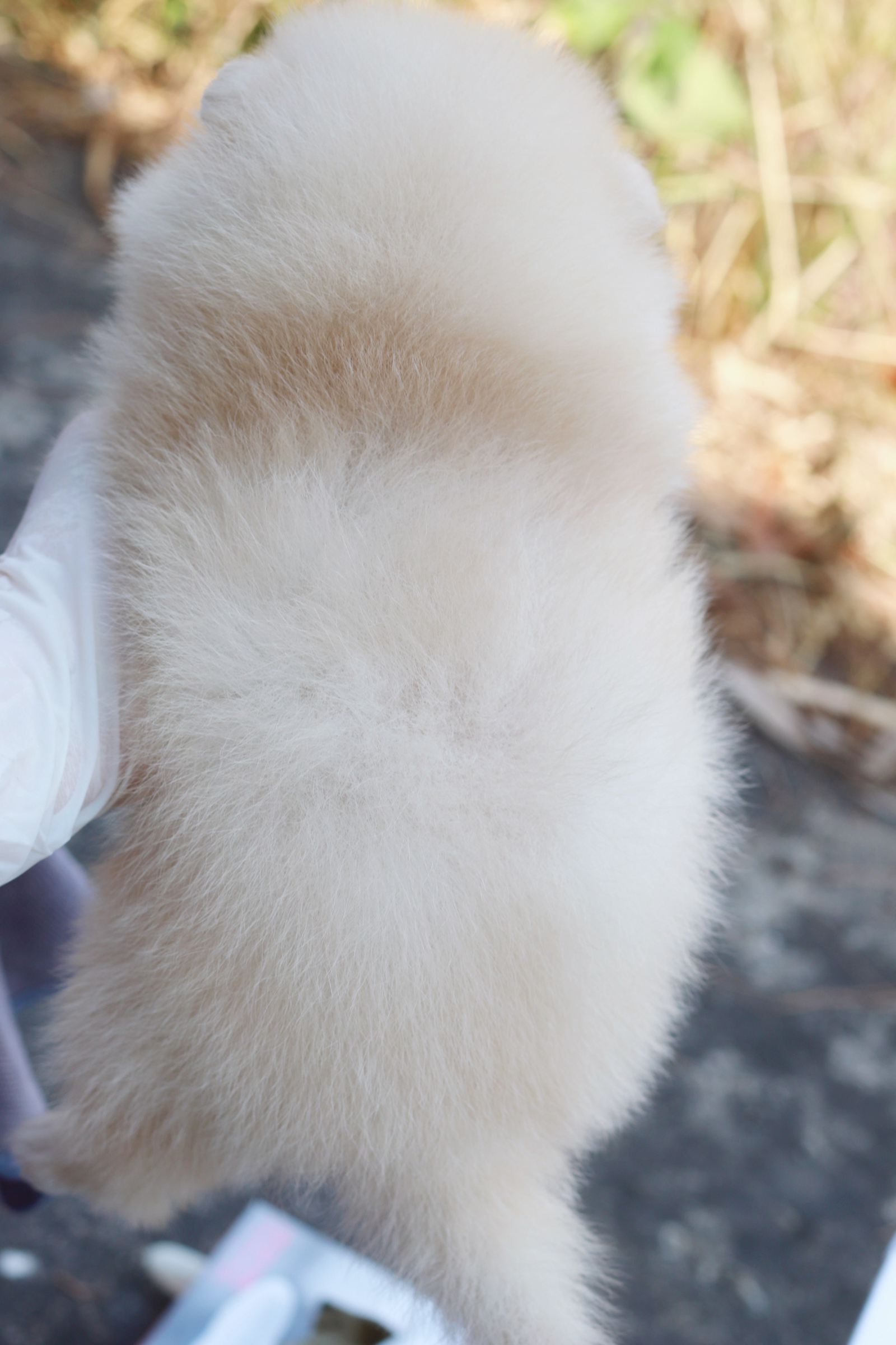 ปอมเมอเรเนียน เพศเมีย