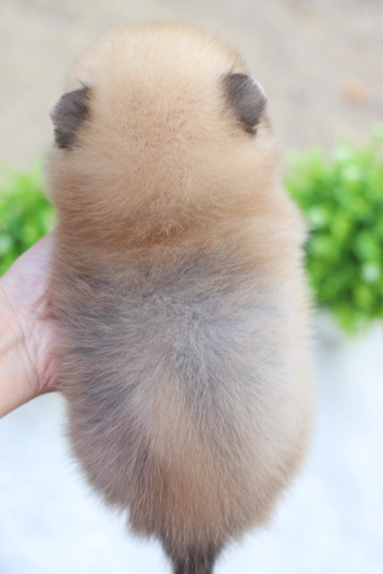 ปอมเมอเรเนียน เพศผู้