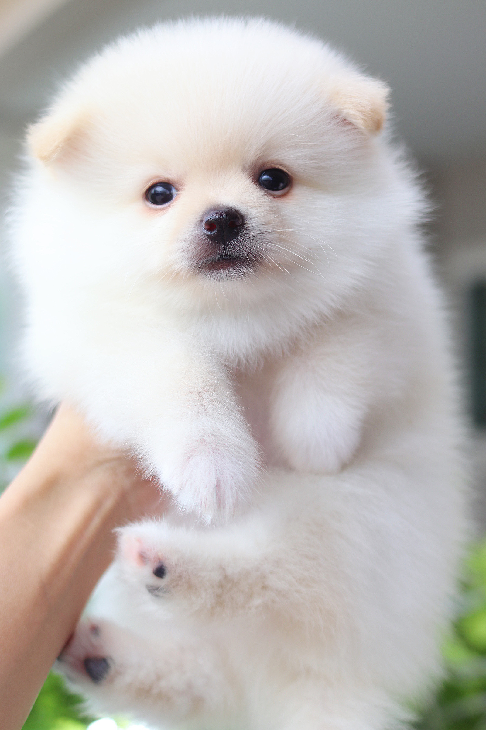 ปอมเมอเรเนียน เพศผู้ สีขาวครีม