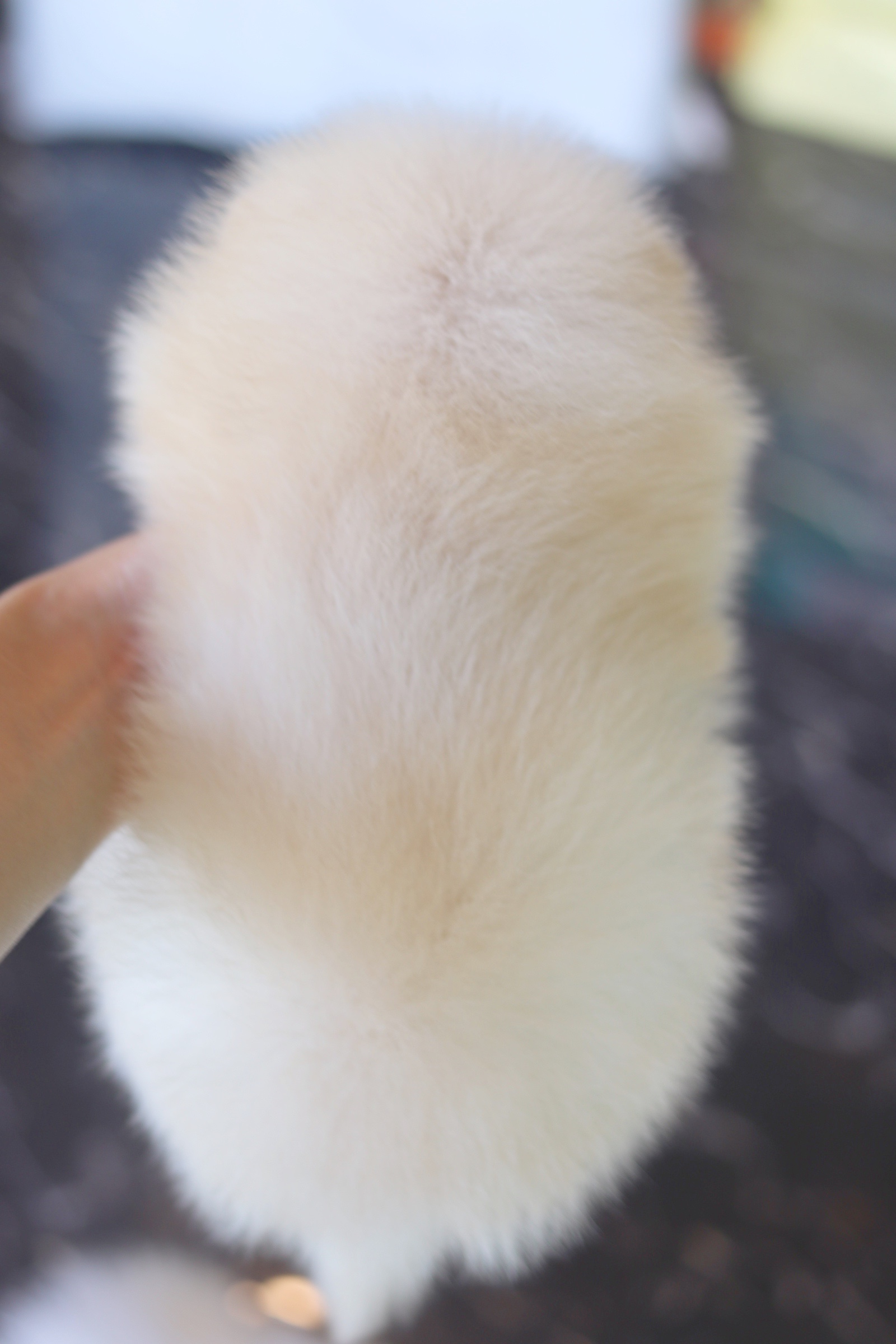 ปอมเมอเรเนียน เพศผู้ สีครีม