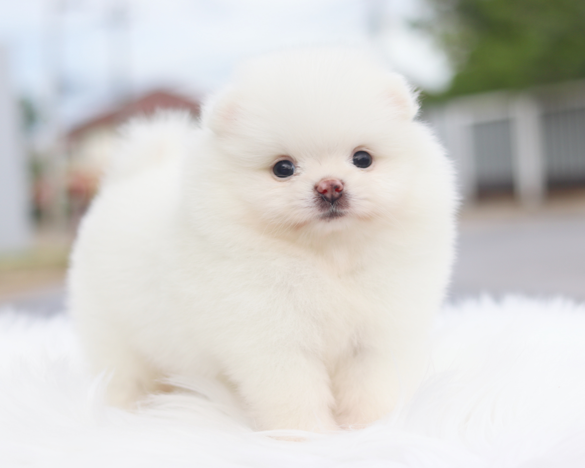 ปอมเมอเรเนียน เพศเมียสีขาวครีม