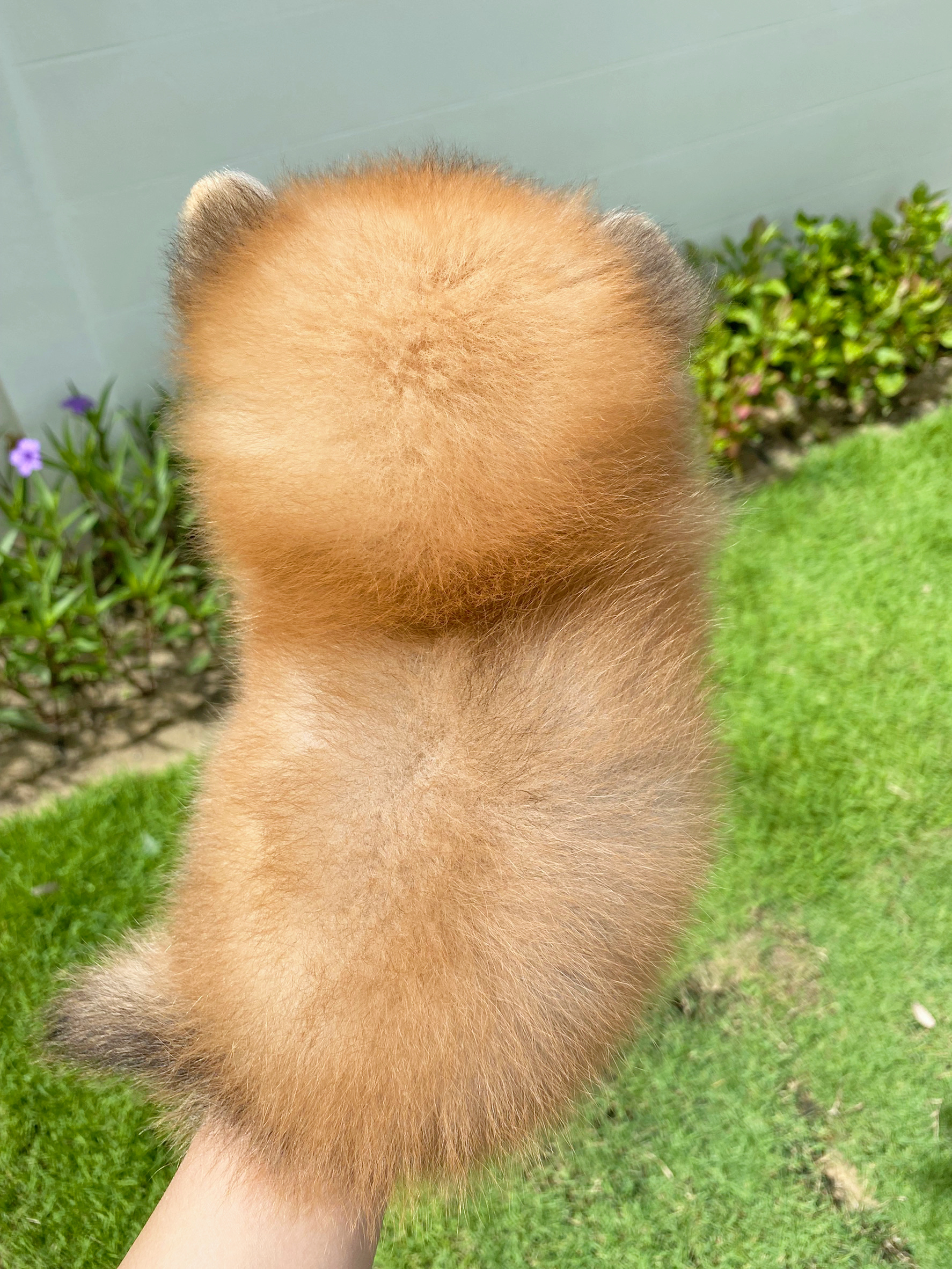 ปอมเมอเรเนียน เพศเมียสีส้ม