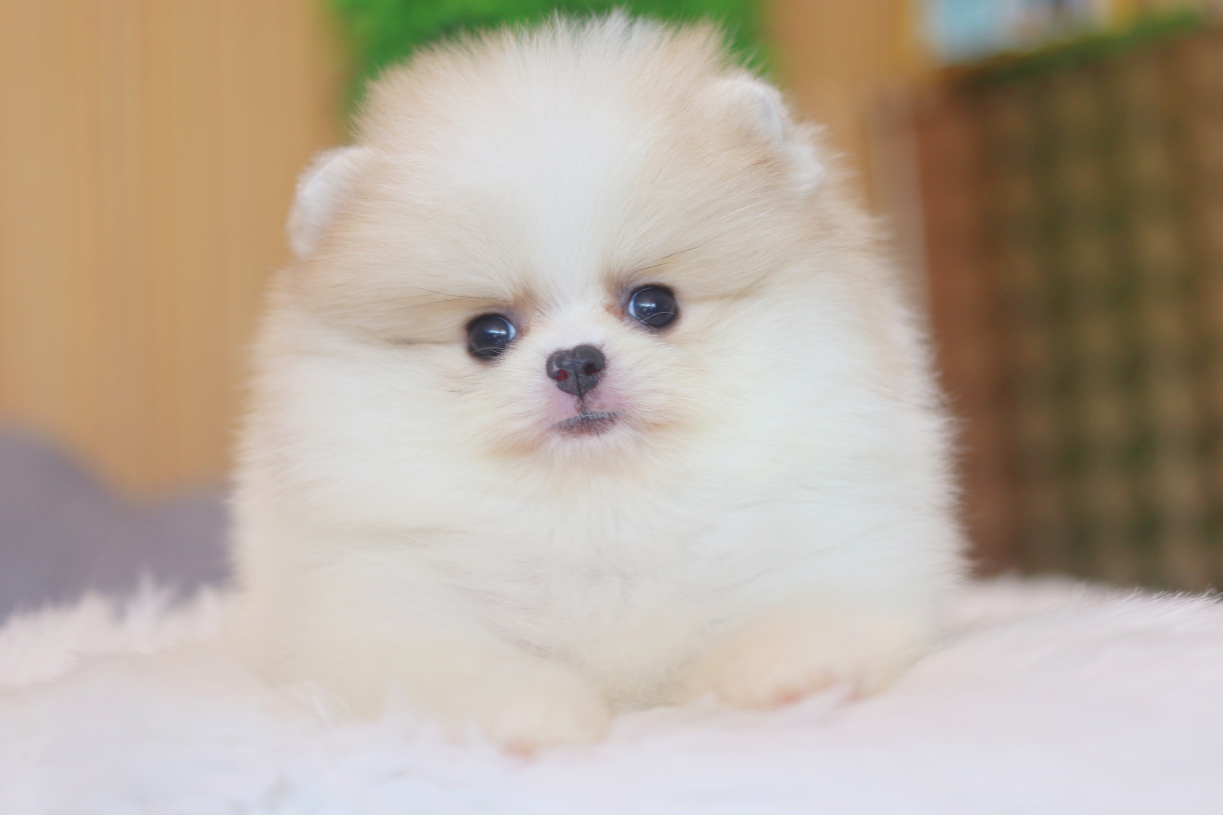 ปอมเมอเรเนียน เพศเมียสีแฟนซีเกรดโชว์