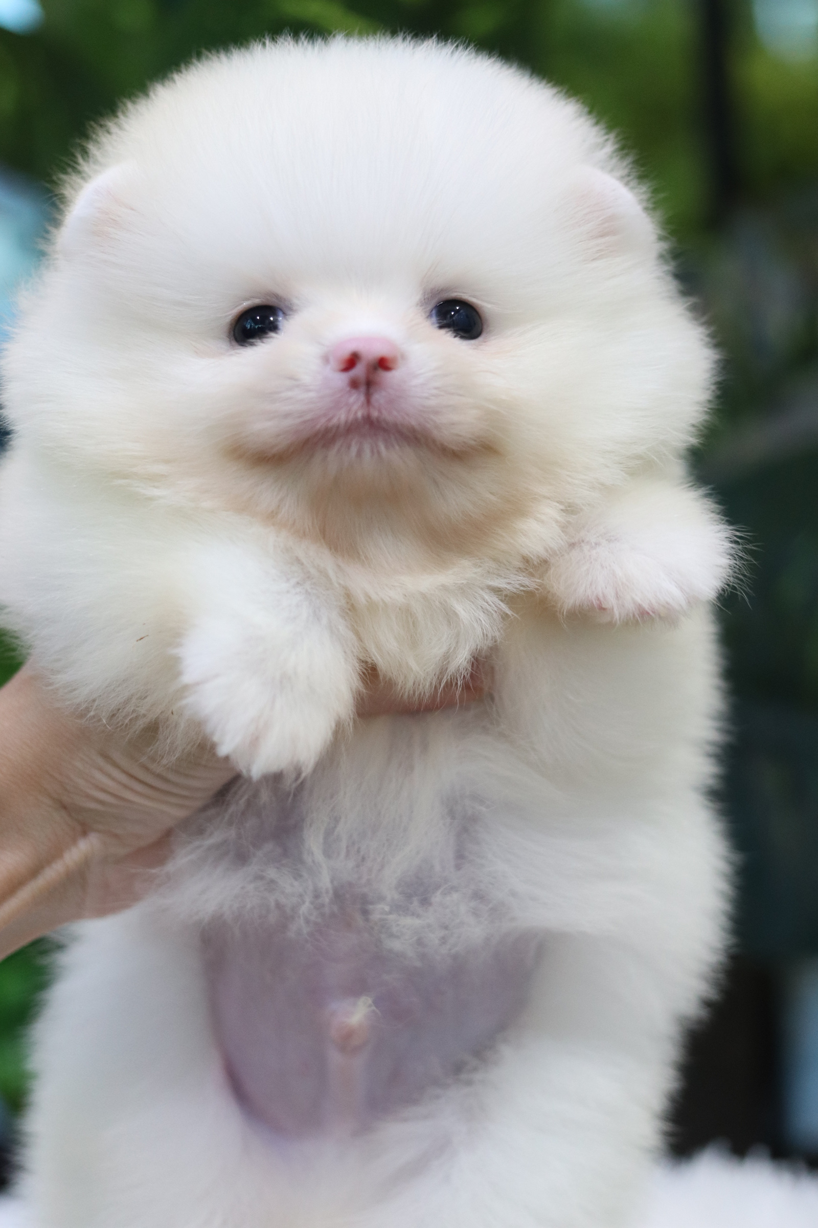 ปอมเมอเรเนียน เพศผู้ สีขาวครีม