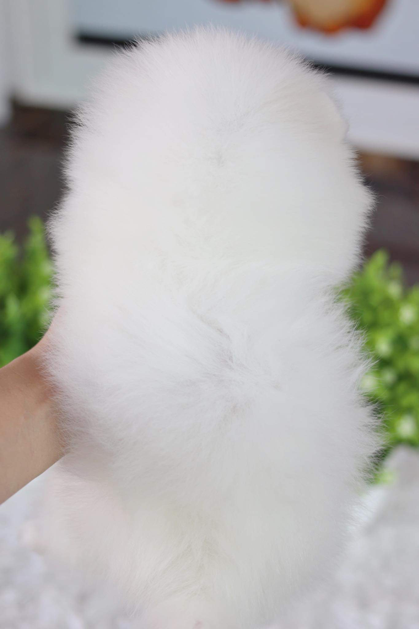 ปอมเมอเรเนียน เพศเมีย