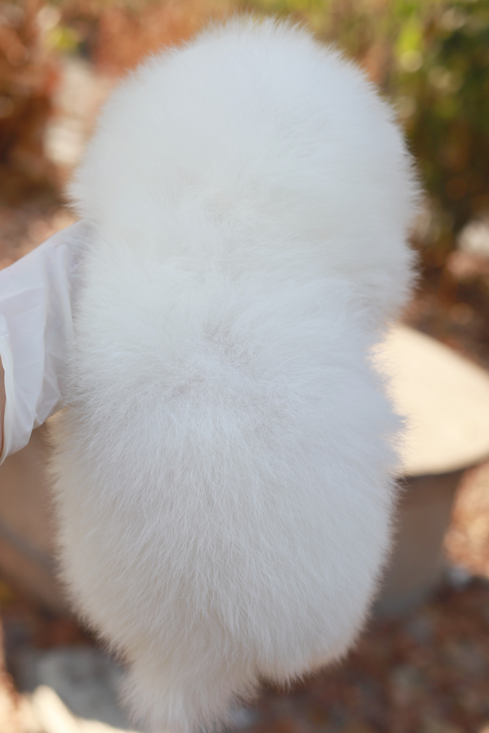 ปอมเมอเรเนียน เพศเมียสีขาวสำลี